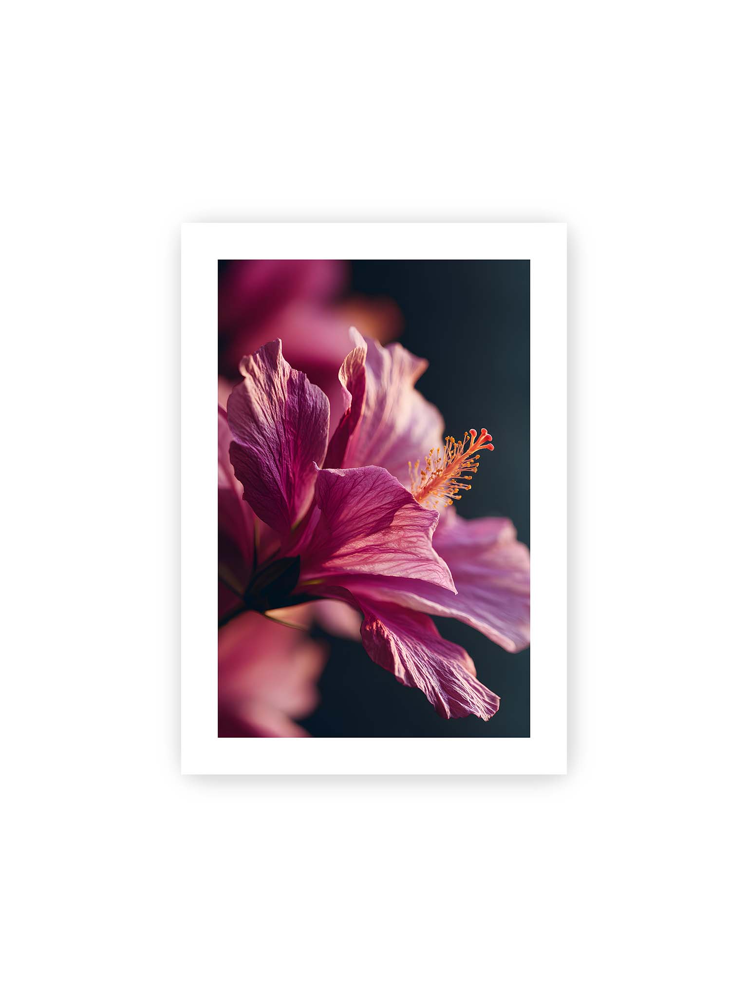 21x30 cm, weißer Galerie-Rand – Nahaufnahme einer magentafarbenen Hibiskusblüte mit goldenem Blütenstempel vor dunklem Hintergrund.
