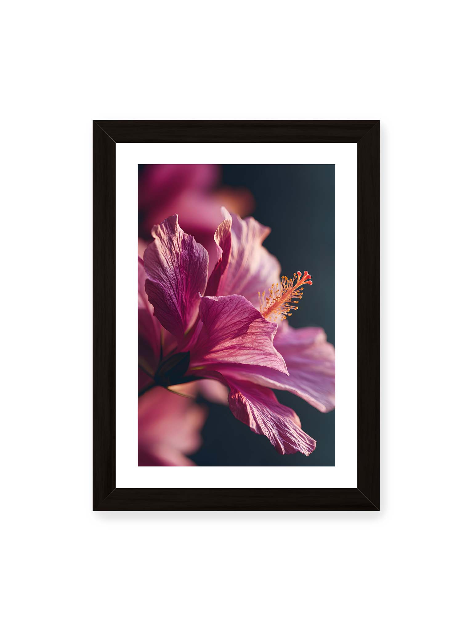 21x30 cm, weißer Galerie-Rand, schwarzer Rahmen – Nahaufnahme einer magentafarbenen Hibiskusblüte mit goldenem Blütenstempel vor dunklem Hintergrund.