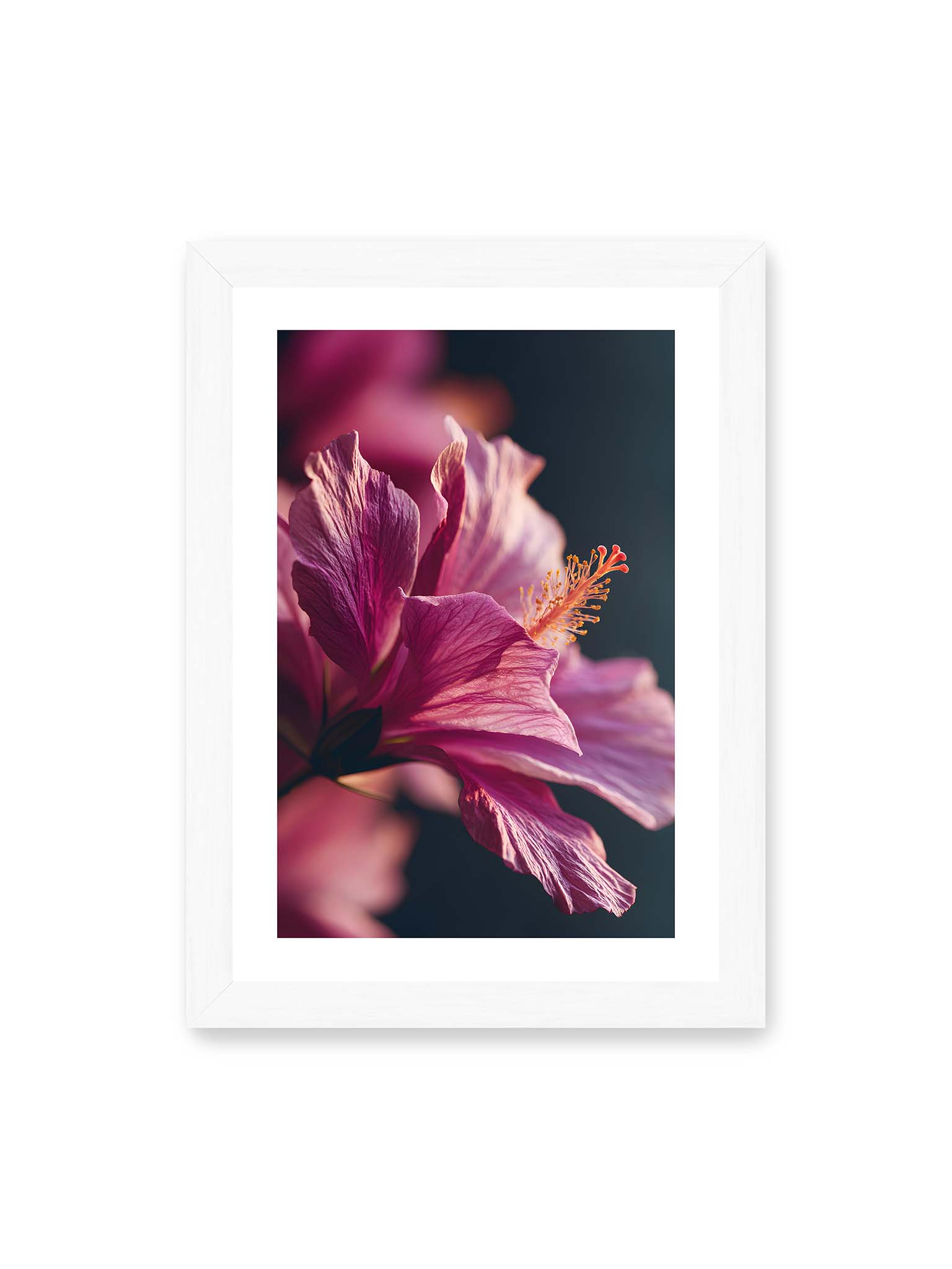 21x30 cm, weißer Galerie-Rand, weißer Rahmen – Nahaufnahme einer magentafarbenen Hibiskusblüte mit goldenem Blütenstempel vor dunklem Hintergrund.