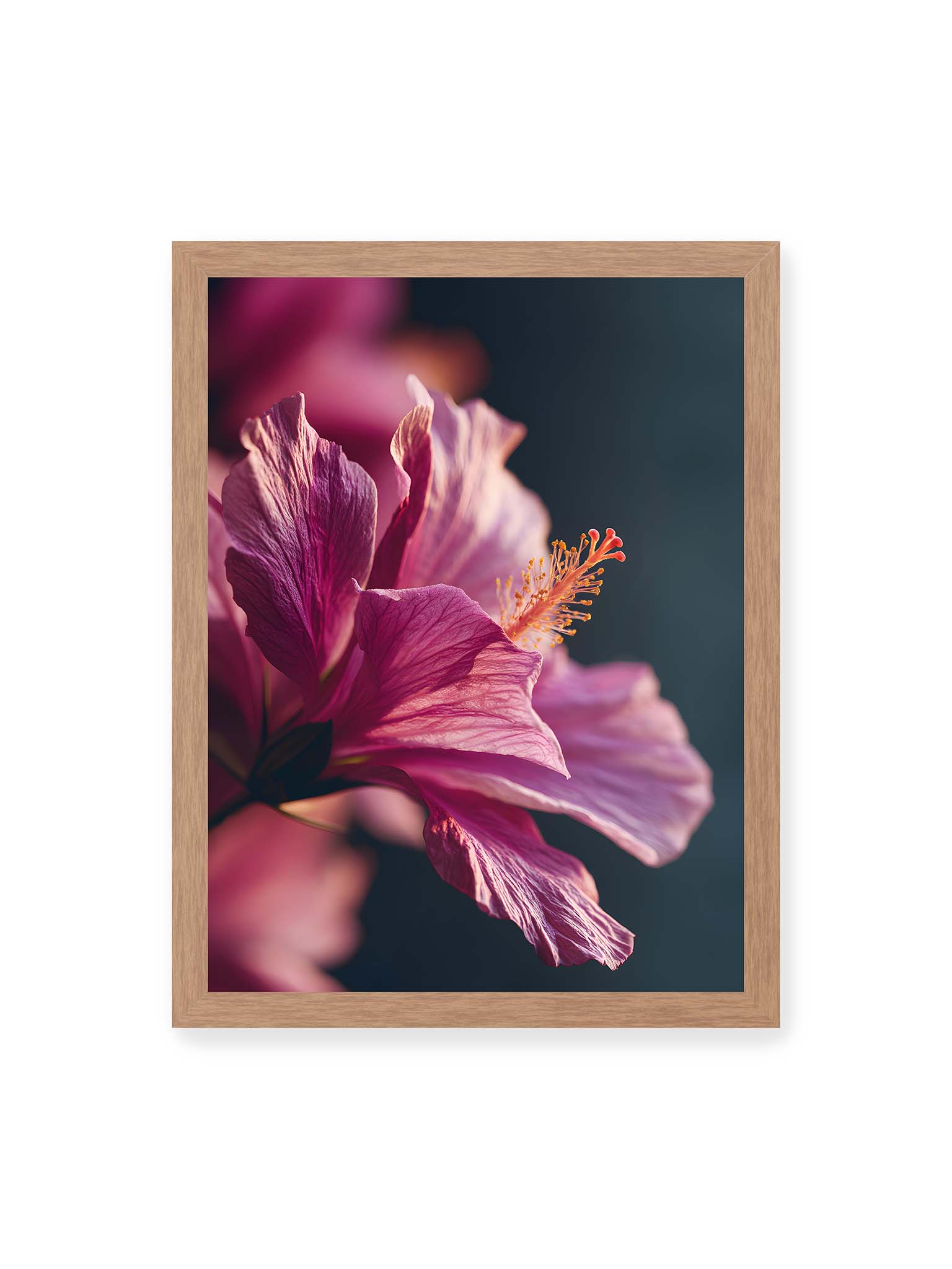 30x40 cm, Eichenrahmen – Nahaufnahme einer magentafarbenen Hibiskusblüte mit goldenem Blütenstempel vor dunklem Hintergrund.