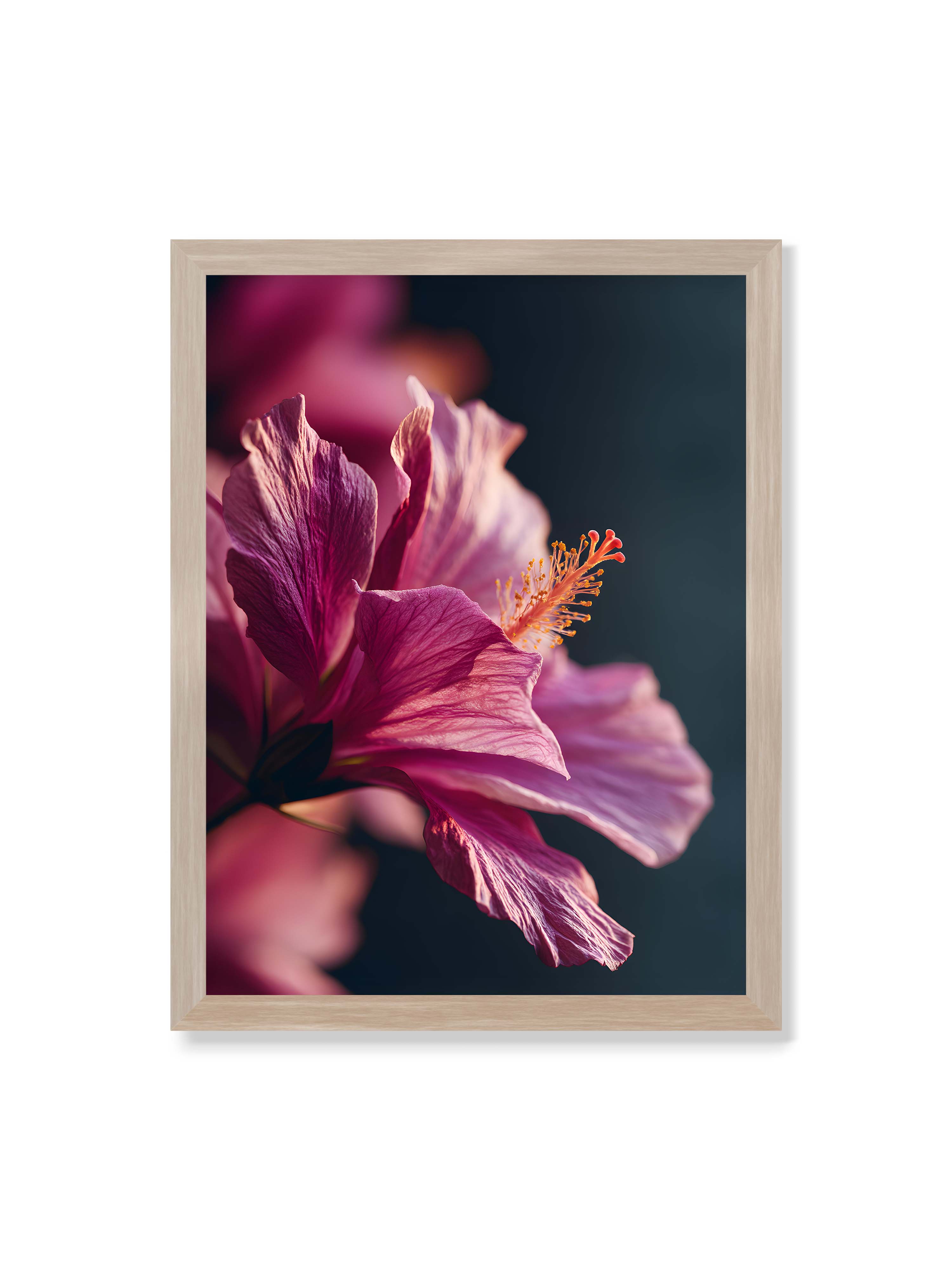 30x40 cm ohne Galerie-Rand im Eichenrahmen – Nahaufnahme einer magentafarbenen Hibiskusblüte mit goldenem Blütenstempel vor dunklem Hintergrund.