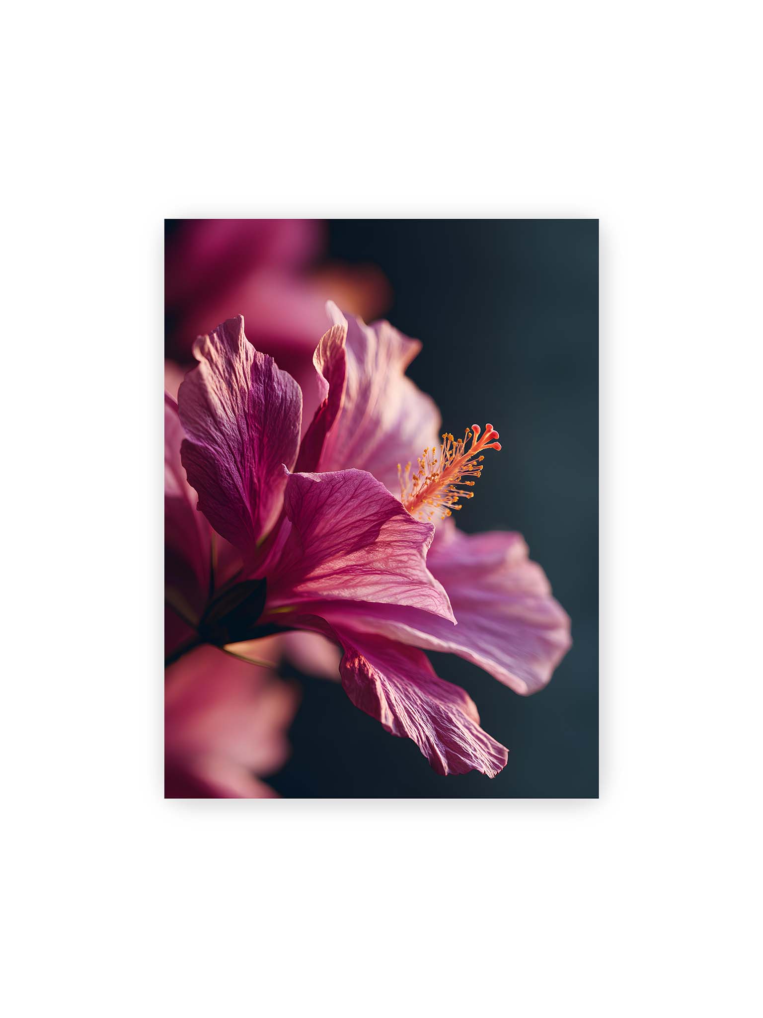 30x40 cm – Nahaufnahme einer magentafarbenen Hibiskusblüte mit goldenem Blütenstempel vor dunklem Hintergrund.