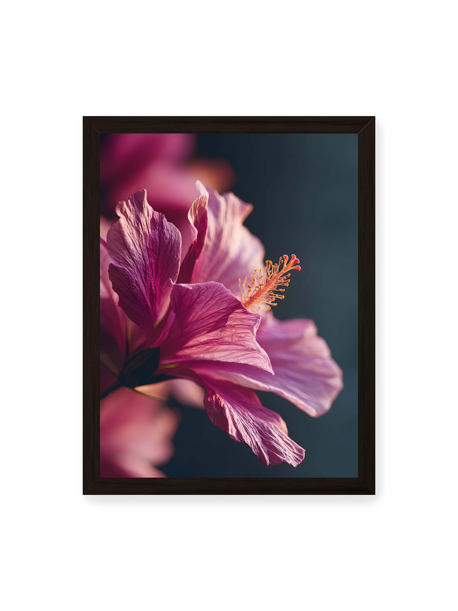 30x40 cm, schwarzer Rahmen – Nahaufnahme einer magentafarbenen Hibiskusblüte mit goldenem Blütenstempel vor dunklem Hintergrund.