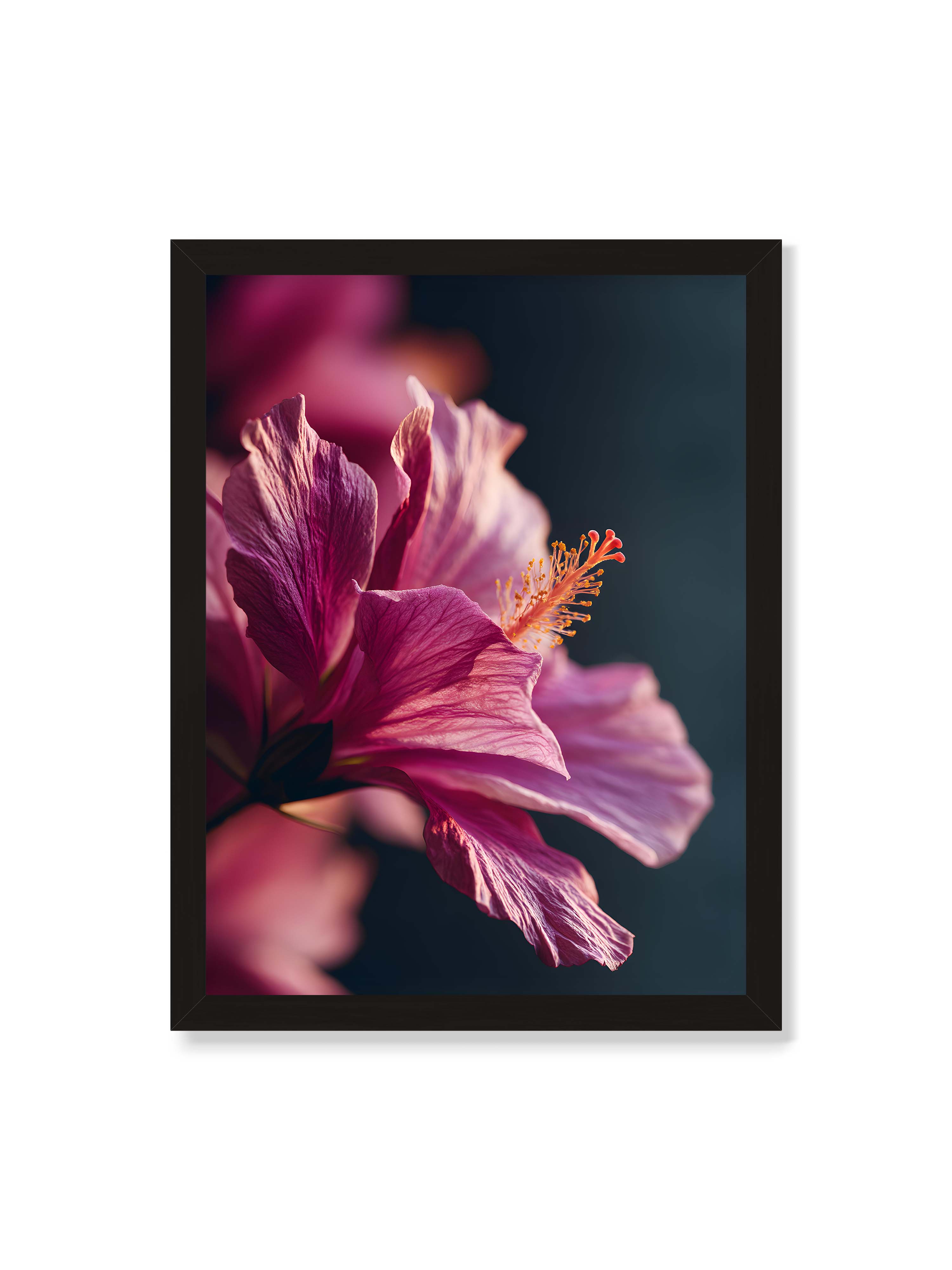30x40 cm ohne Galerie-Rand mit schwarzem Rahmen – Nahaufnahme einer magentafarbenen Hibiskusblüte mit goldenem Blütenstempel vor dunklem Hintergrund.
