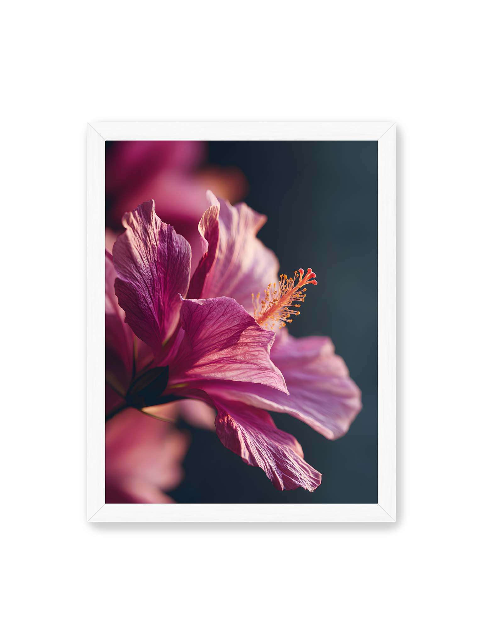 30x40 cm, weißer Rahmen – Nahaufnahme einer magentafarbenen Hibiskusblüte mit goldenem Blütenstempel vor dunklem Hintergrund.