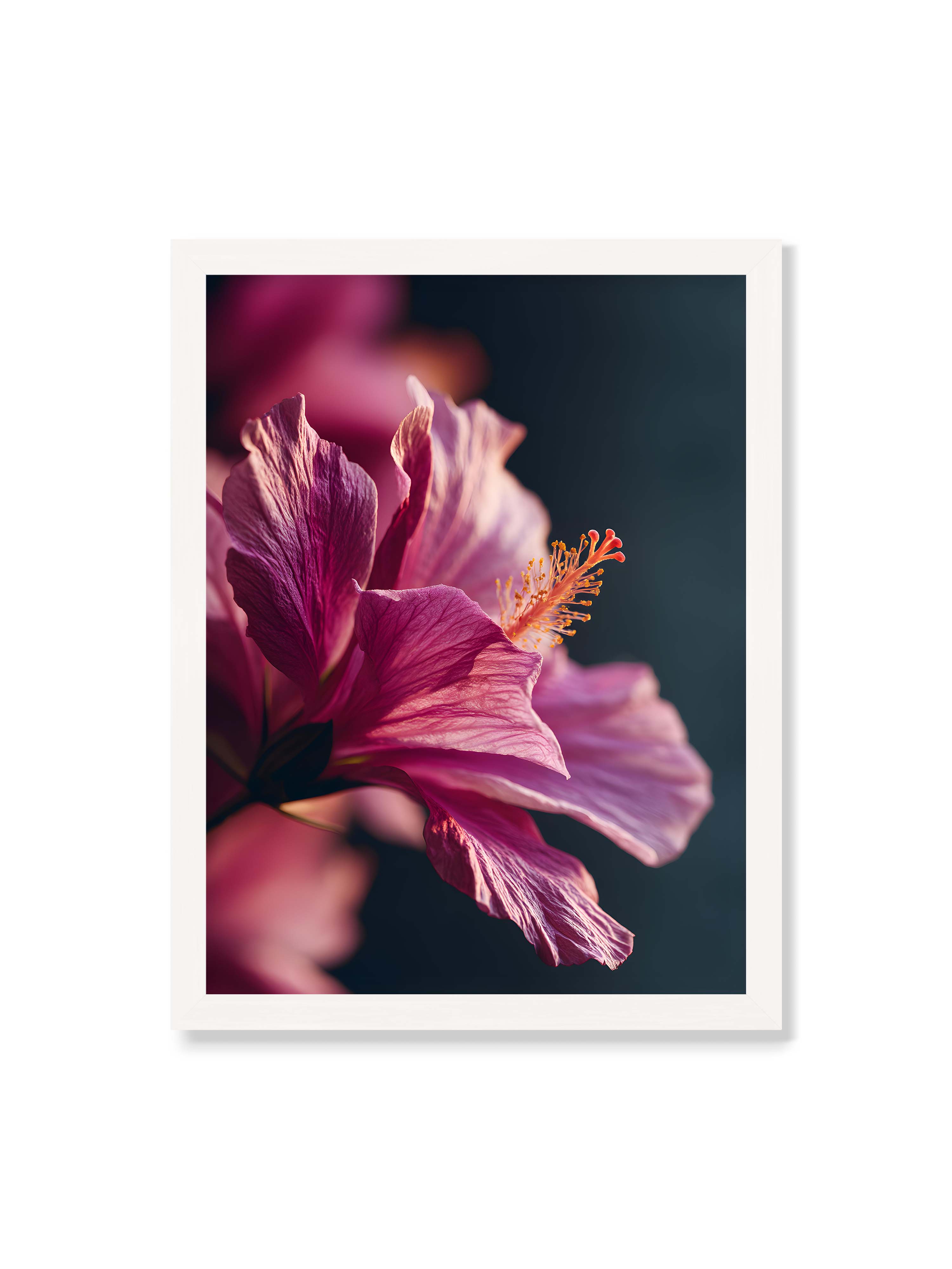 30x40 cm ohne Galerie-Rand mit weißem Rahmen – Nahaufnahme einer magentafarbenen Hibiskusblüte mit goldenem Blütenstempel vor dunklem Hintergrund.