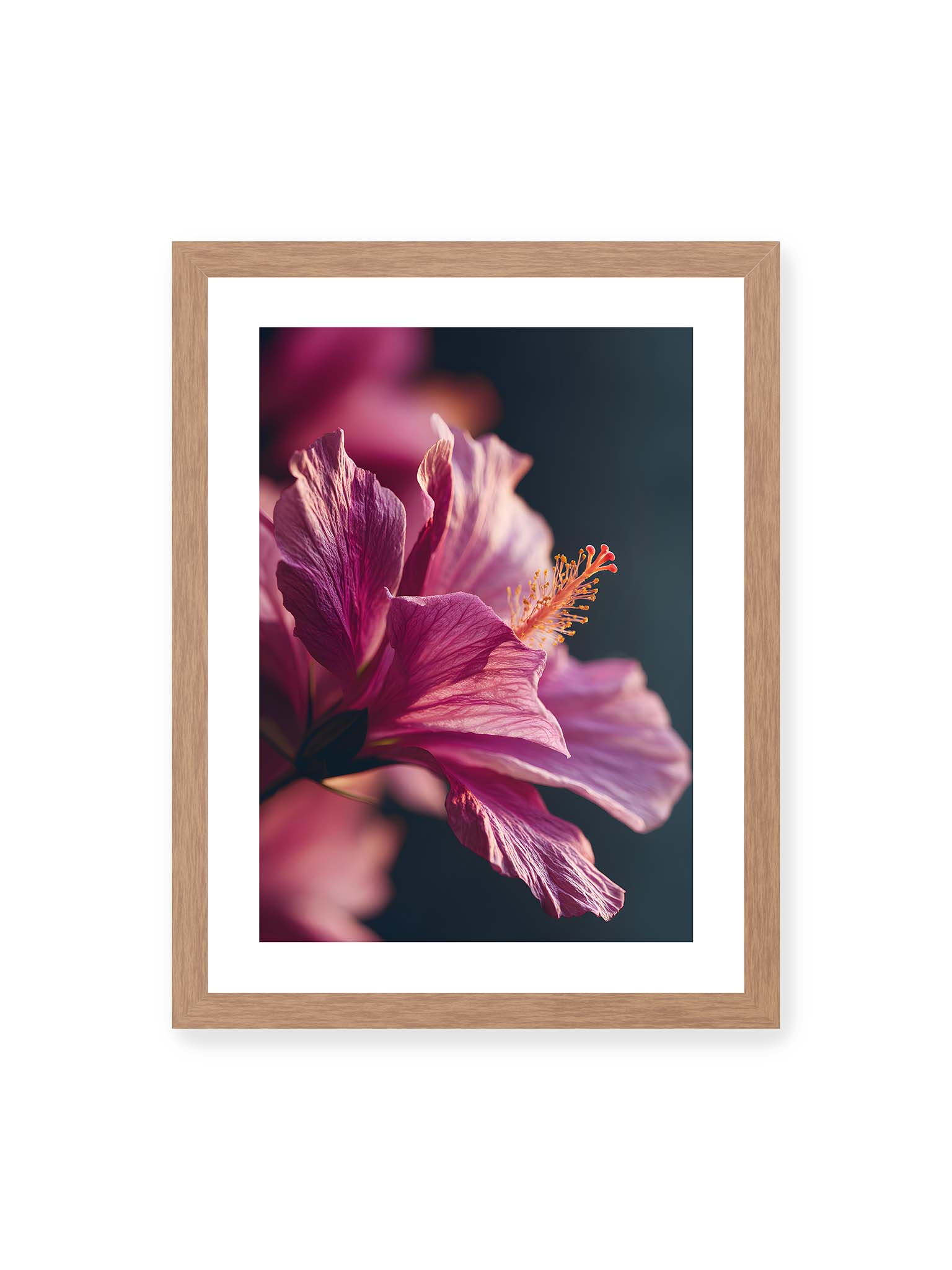 30x40 cm, weißer Galerie-Rand, Eichenrahmen – Nahaufnahme einer magentafarbenen Hibiskusblüte mit goldenem Blütenstempel vor dunklem Hintergrund.