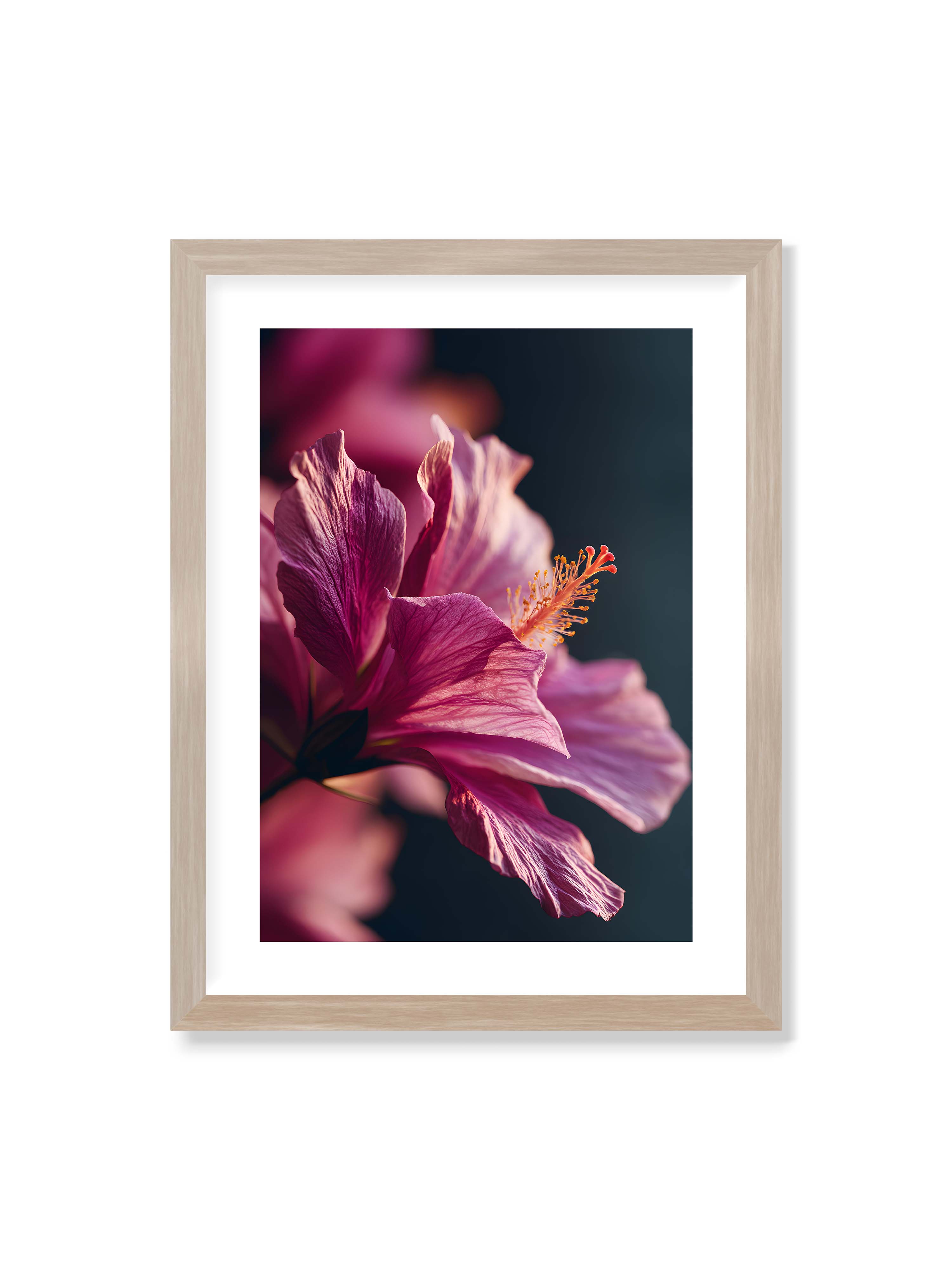 30x40 cm mit weißem Galerie-Rand im Eichenrahmen – Nahaufnahme einer magentafarbenen Hibiskusblüte mit goldenem Blütenstempel vor dunklem Hintergrund.