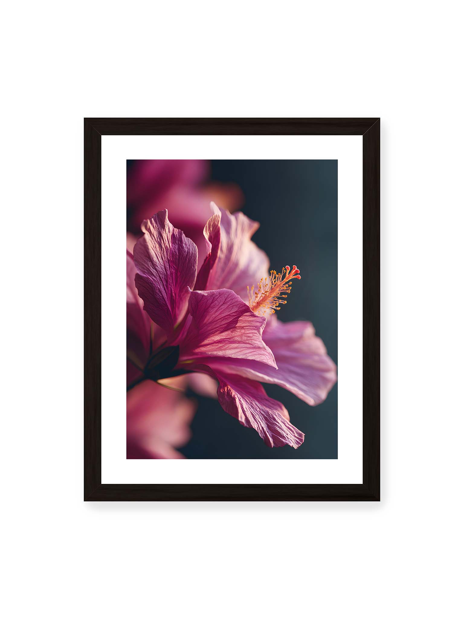 30x40 cm, weißer Galerie-Rand, schwarzer Rahmen – Nahaufnahme einer magentafarbenen Hibiskusblüte mit goldenem Blütenstempel vor dunklem Hintergrund.