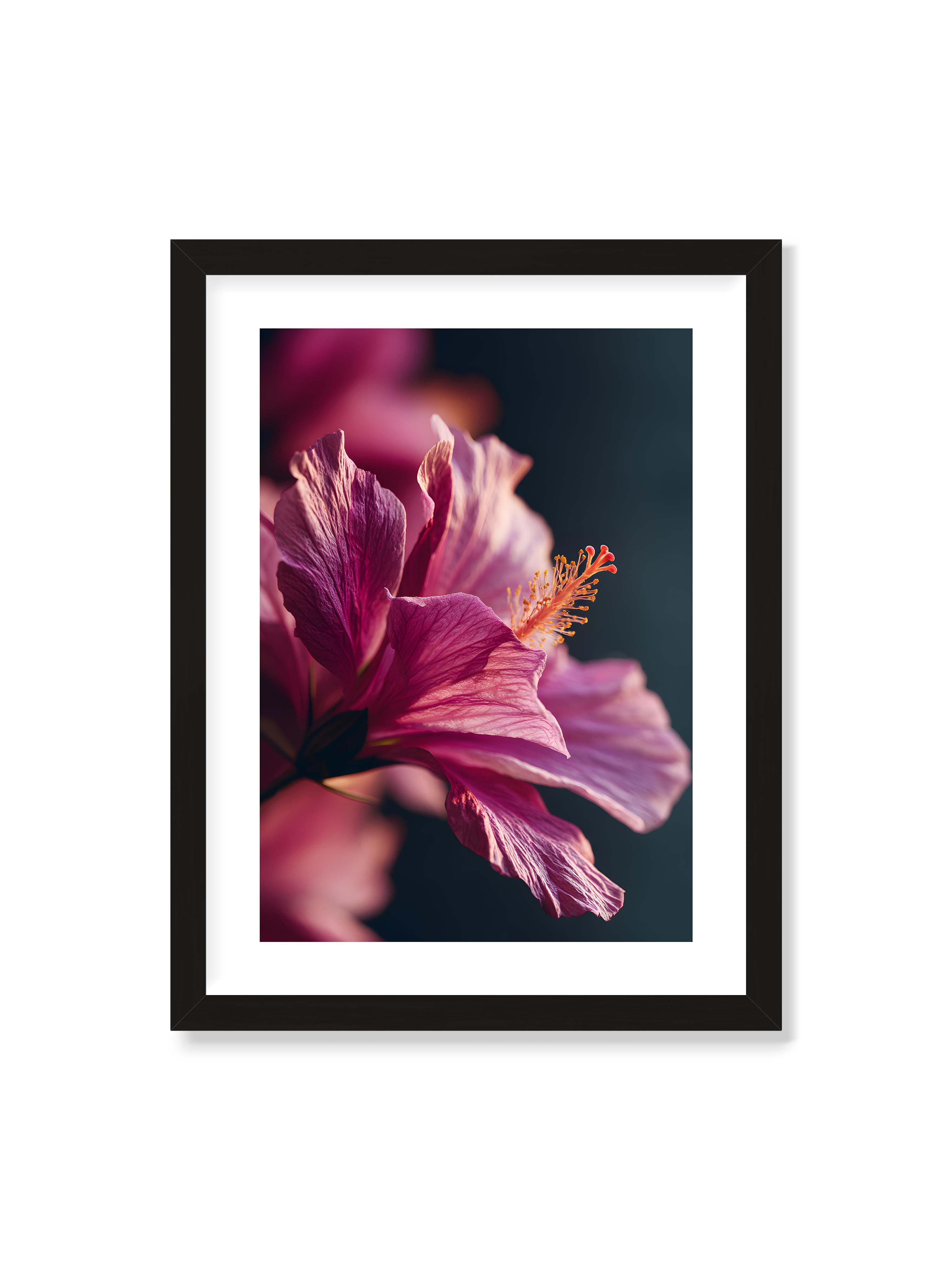 30x40 cm mit weißem Galerie-Rand mit schwarzem Rahmen – Nahaufnahme einer magentafarbenen Hibiskusblüte mit goldenem Blütenstempel vor dunklem Hintergrund.