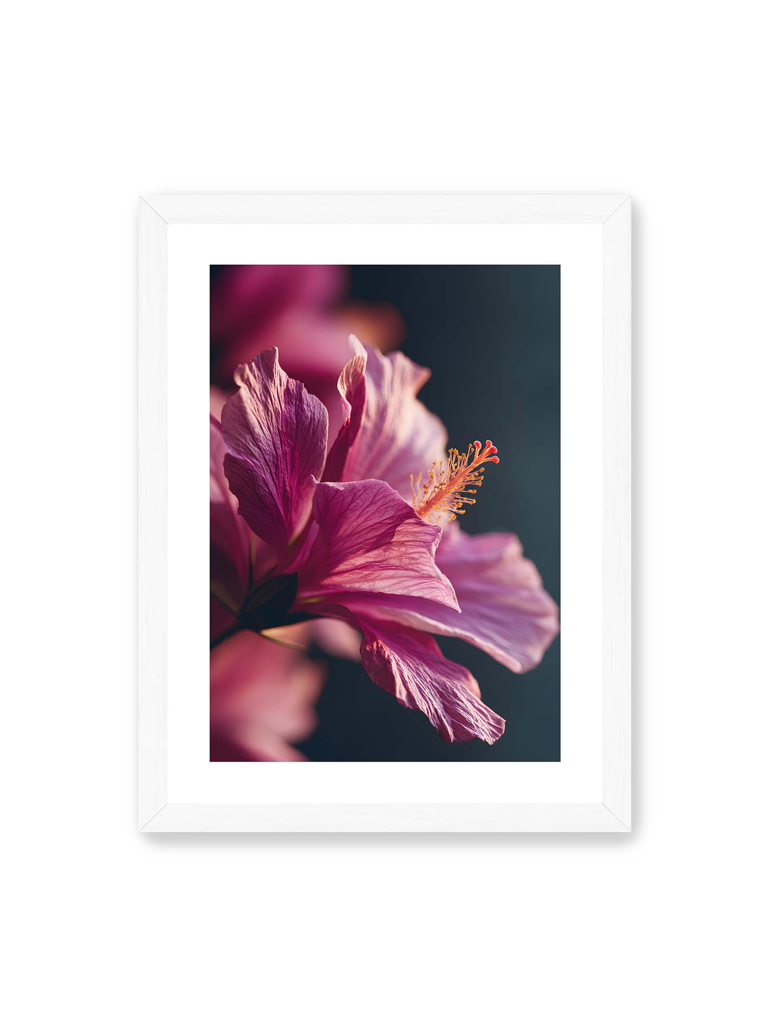 30x40 cm, weißer Galerie-Rand, weißer Rahmen – Nahaufnahme einer magentafarbenen Hibiskusblüte mit goldenem Blütenstempel vor dunklem Hintergrund.