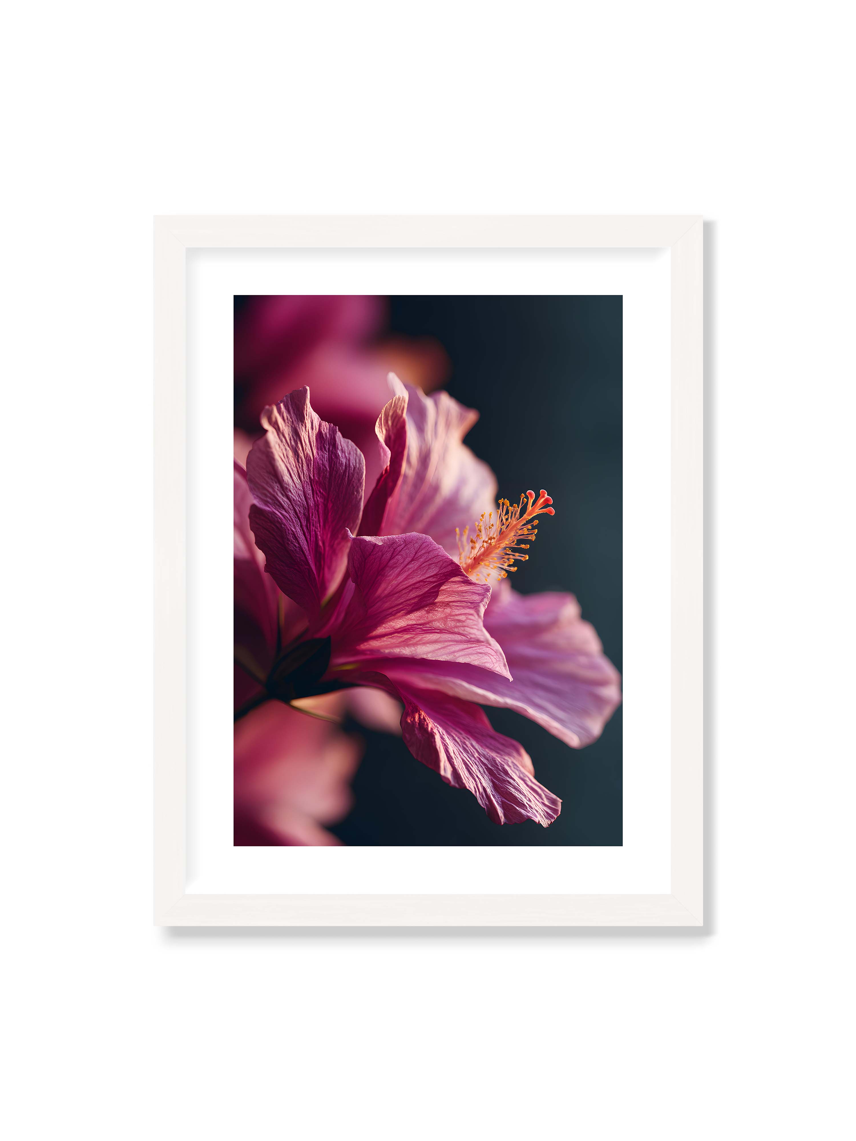 30x40 cm mit weißem Galerie-Rand mit weißem Rahmen – Nahaufnahme einer magentafarbenen Hibiskusblüte mit goldenem Blütenstempel vor dunklem Hintergrund.