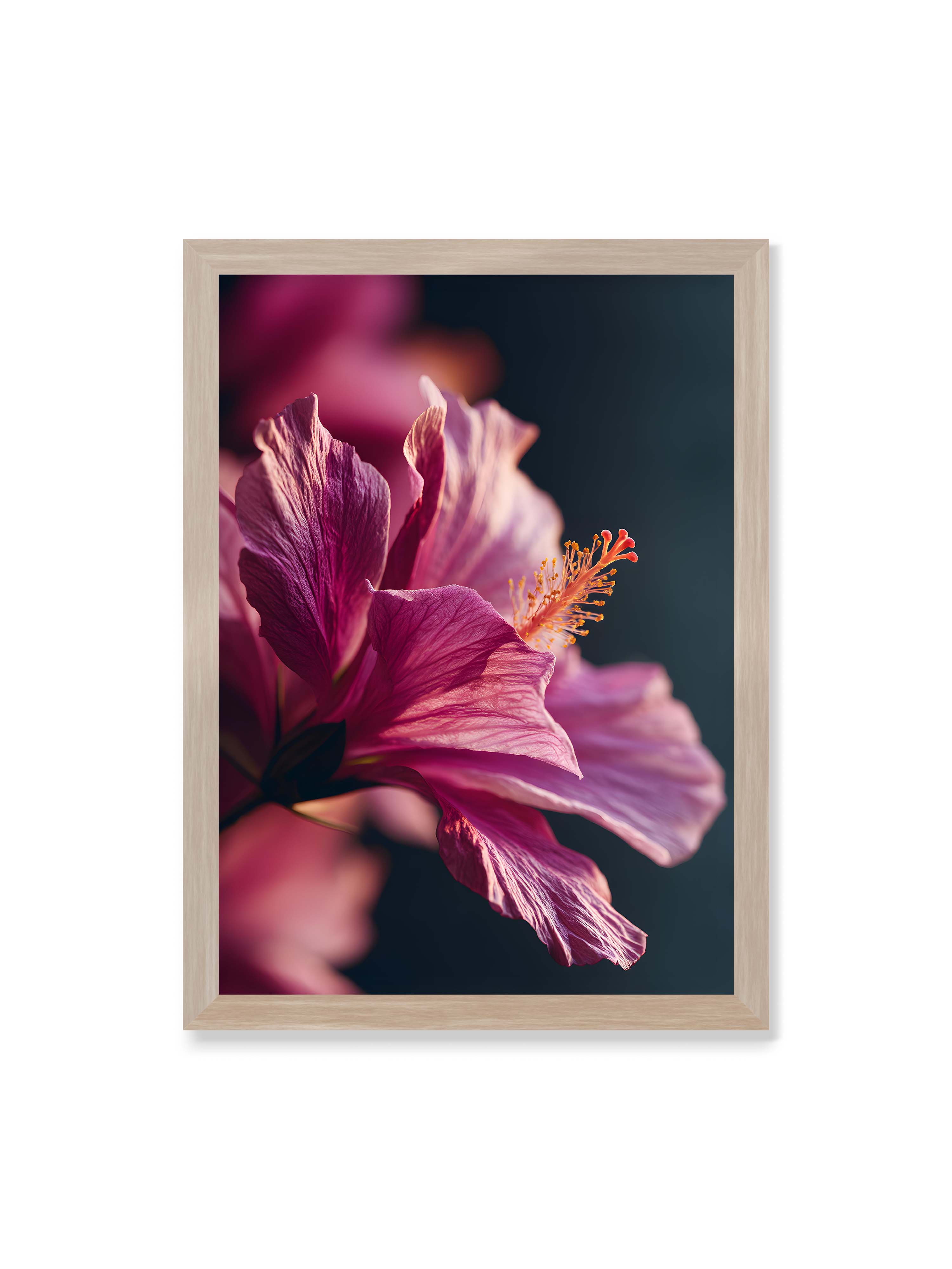 50x70 cm ohne Galerie-Rand im Eichenrahmen – Nahaufnahme einer magentafarbenen Hibiskusblüte mit goldenem Blütenstempel vor dunklem Hintergrund.