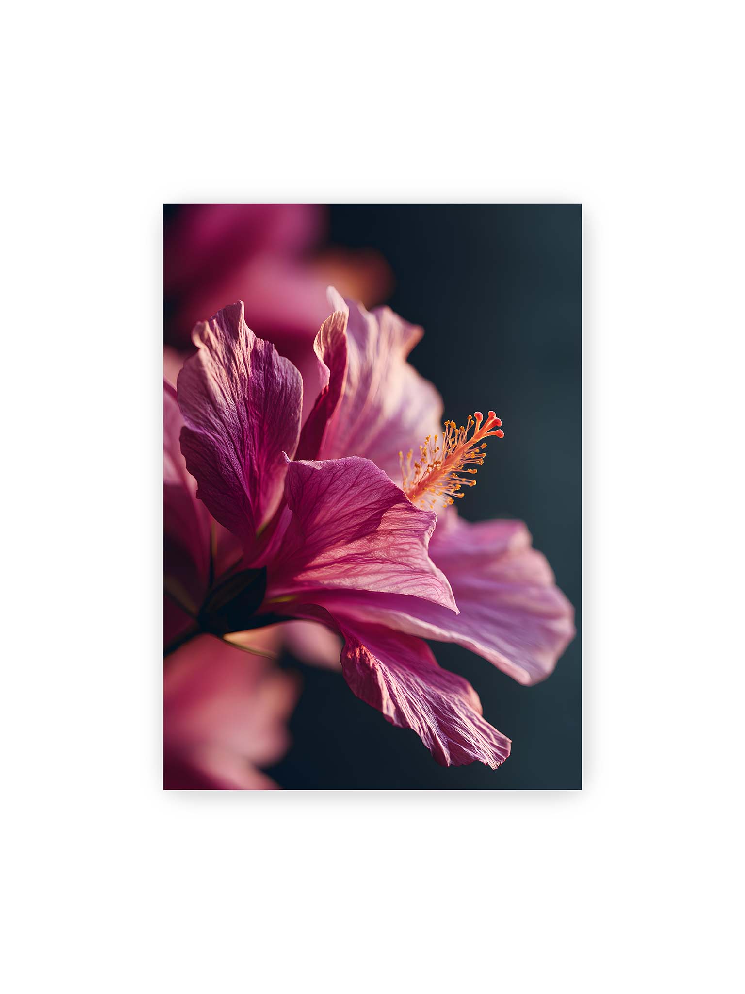 50x70 cm – Nahaufnahme einer magentafarbenen Hibiskusblüte mit goldenem Blütenstempel vor dunklem Hintergrund.