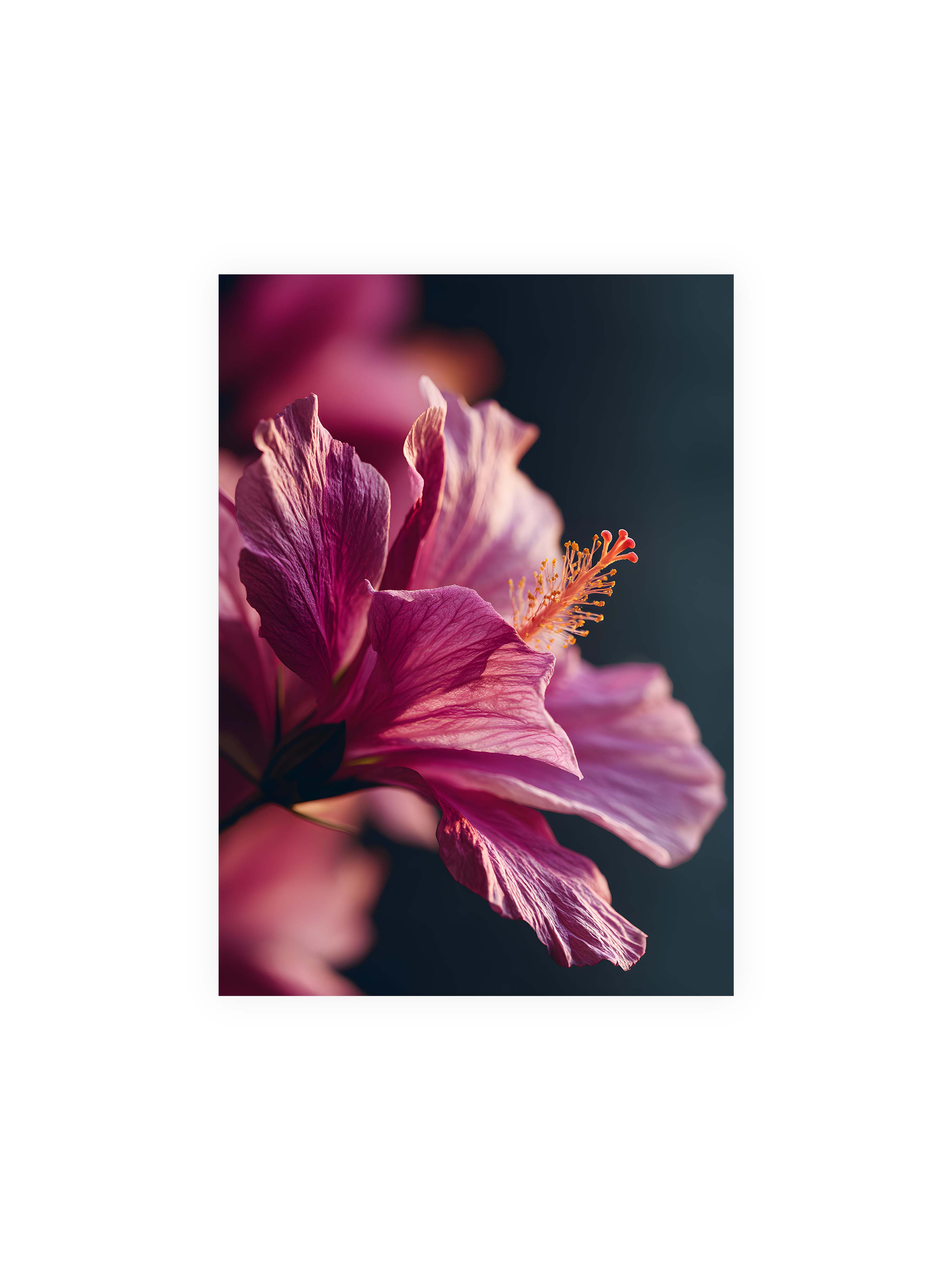 50x70 cm ohne Galerie-Rand ohne Rahmen – Nahaufnahme einer magentafarbenen Hibiskusblüte mit goldenem Blütenstempel vor dunklem Hintergrund.