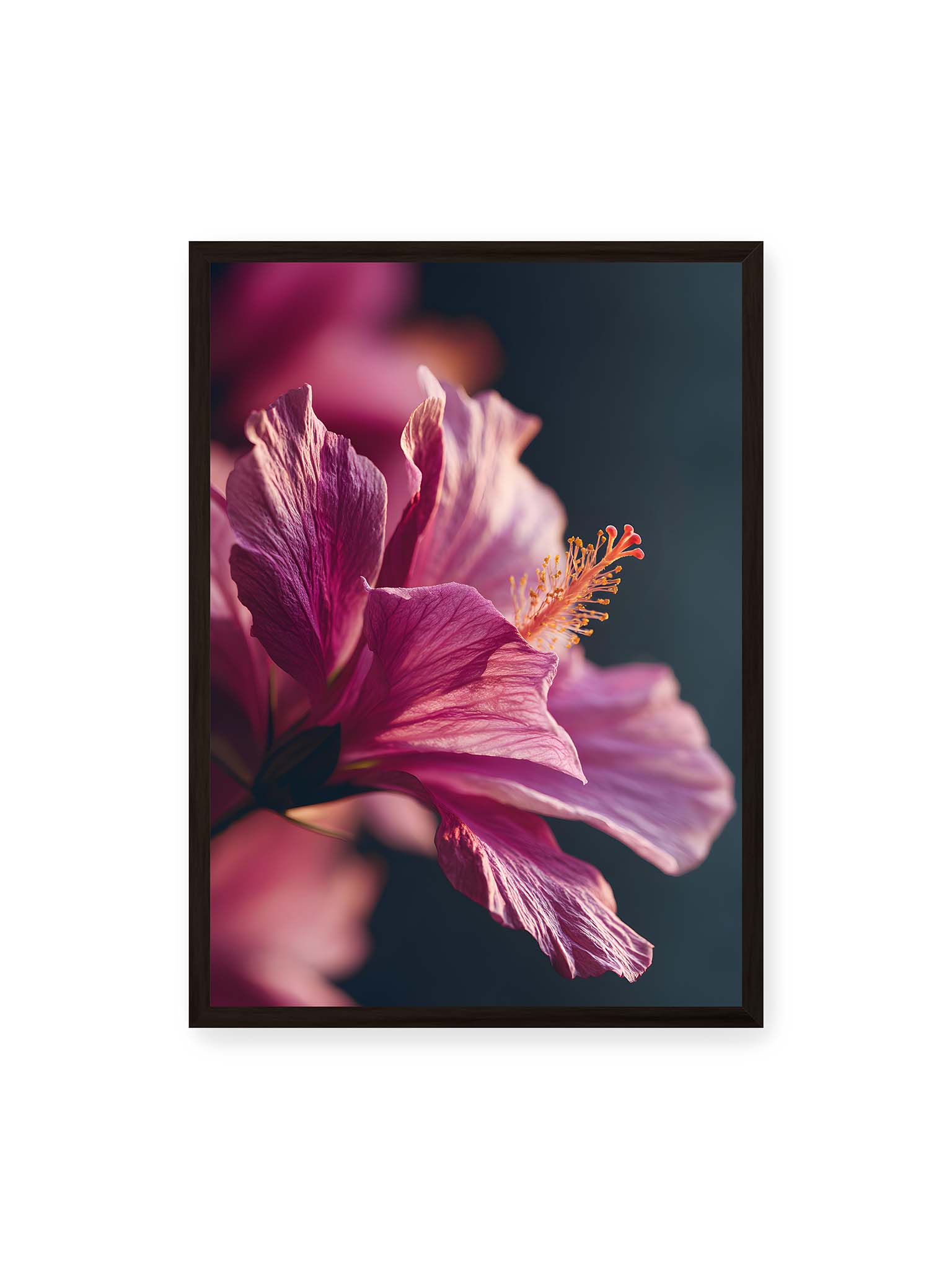 50x70 cm, schwarzer Rahmen – Nahaufnahme einer magentafarbenen Hibiskusblüte mit goldenem Blütenstempel vor dunklem Hintergrund.