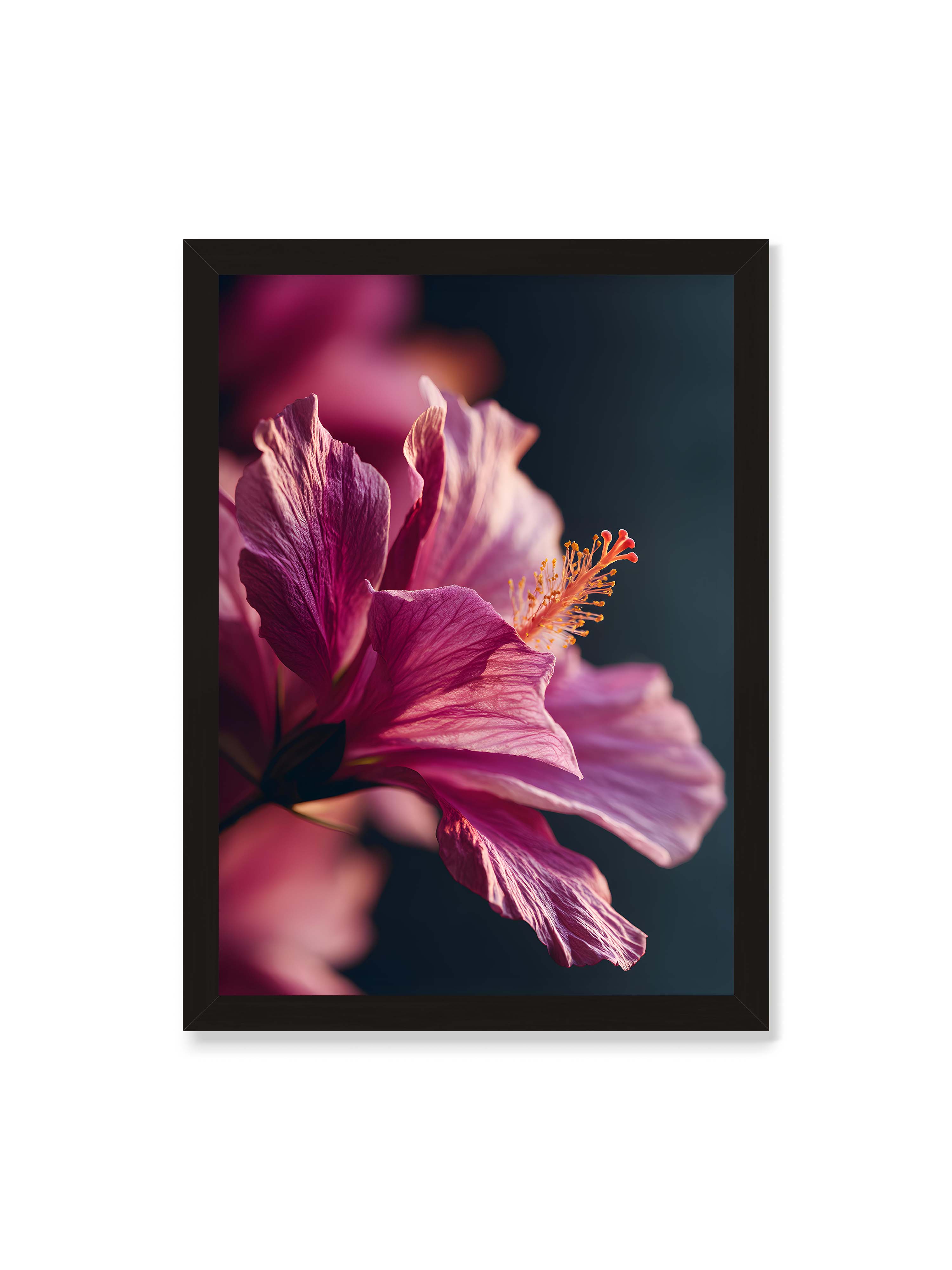 50x70 cm ohne Galerie-Rand mit schwarzem Rahmen – Nahaufnahme einer magentafarbenen Hibiskusblüte mit goldenem Blütenstempel vor dunklem Hintergrund.