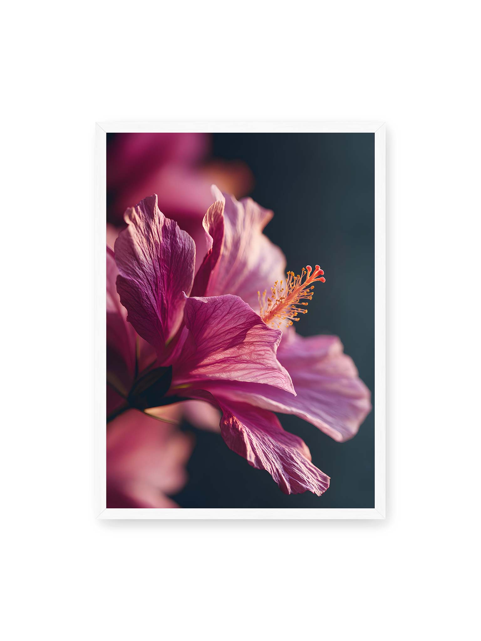 50x70 cm, weißer Rahmen – Nahaufnahme einer magentafarbenen Hibiskusblüte mit goldenem Blütenstempel vor dunklem Hintergrund.