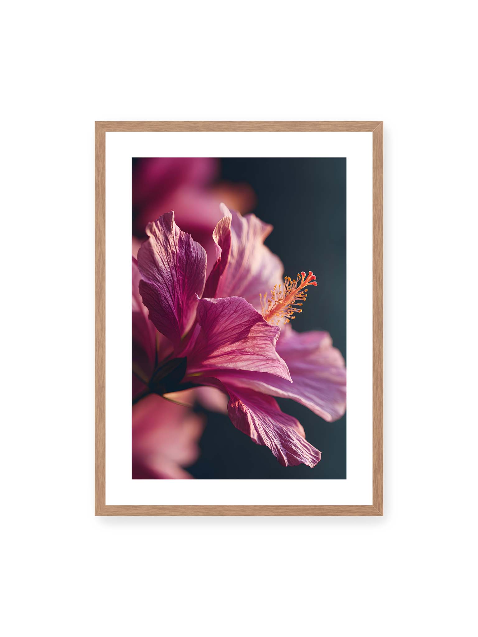 50x70 cm, weißer Galerie-Rand, Eichenrahmen – Nahaufnahme einer magentafarbenen Hibiskusblüte mit goldenem Blütenstempel vor dunklem Hintergrund.