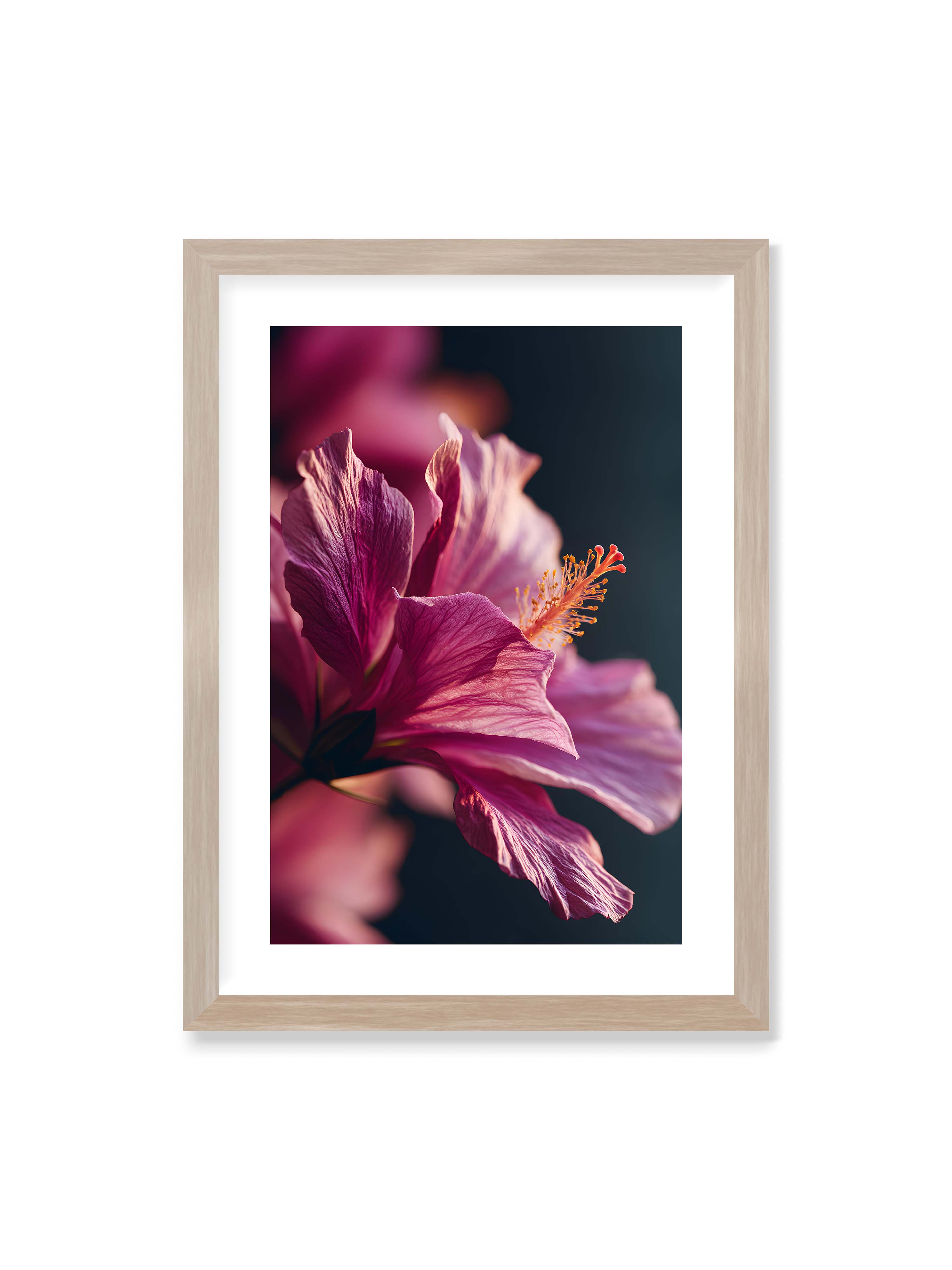 50x70 cm mit weißem Galerie-Rand im Eichenrahmen – Nahaufnahme einer magentafarbenen Hibiskusblüte mit goldenem Blütenstempel vor dunklem Hintergrund.