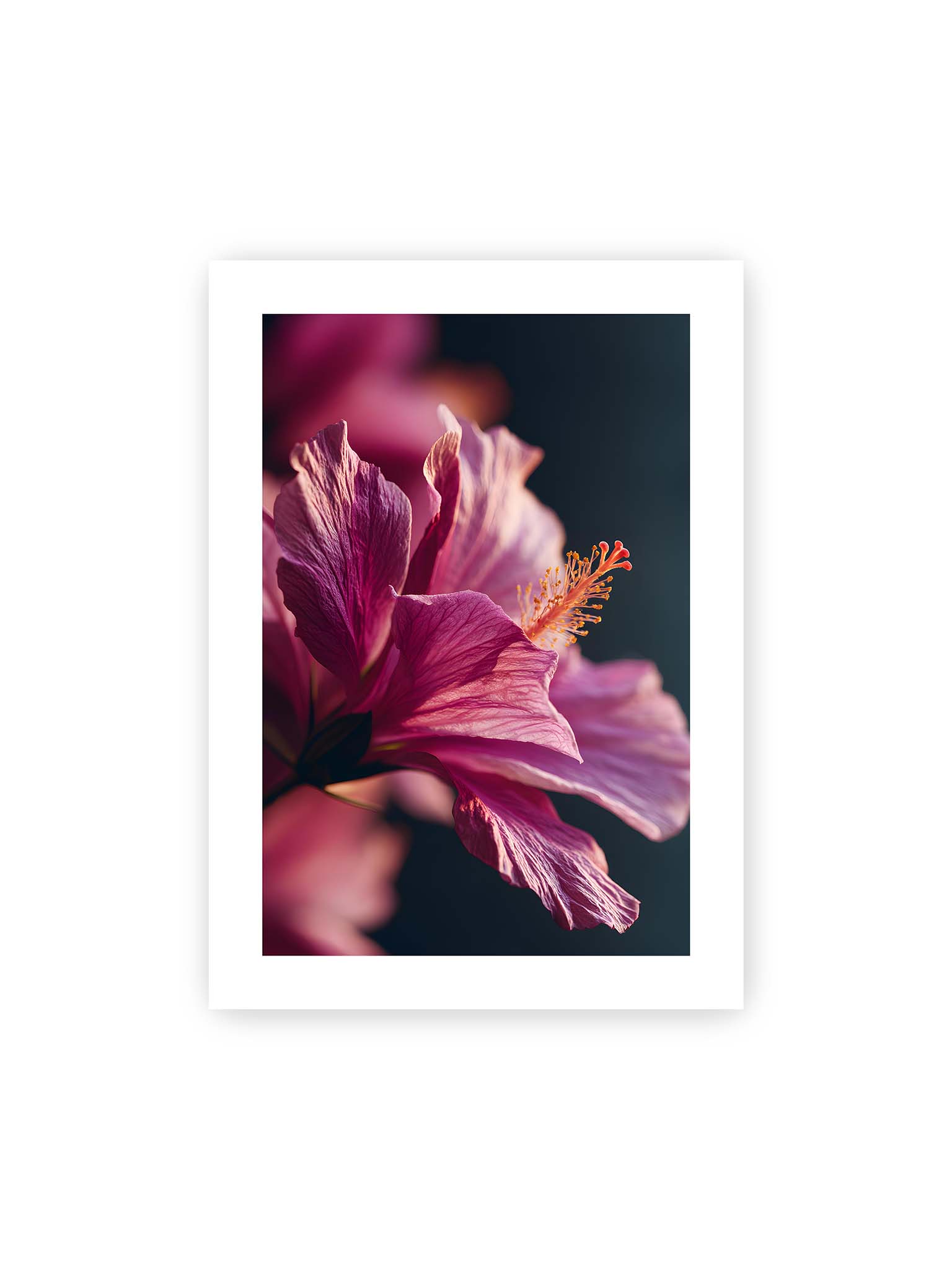50x70 cm, weißer Galerie-Rand – Nahaufnahme einer magentafarbenen Hibiskusblüte mit goldenem Blütenstempel vor dunklem Hintergrund.
