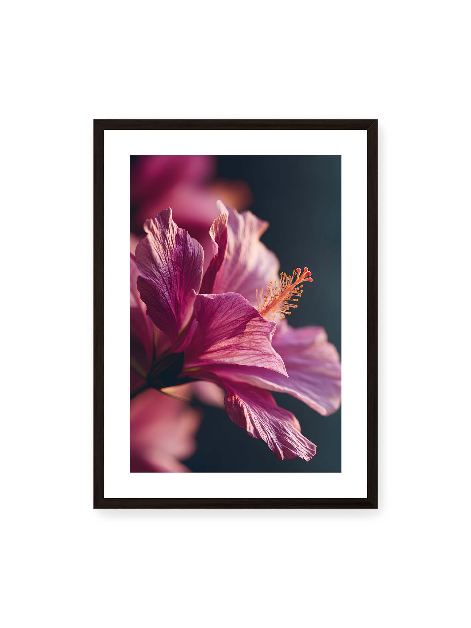 50x70 cm, weißer Galerie-Rand, schwarzer Rahmen – Nahaufnahme einer magentafarbenen Hibiskusblüte mit goldenem Blütenstempel vor dunklem Hintergrund.