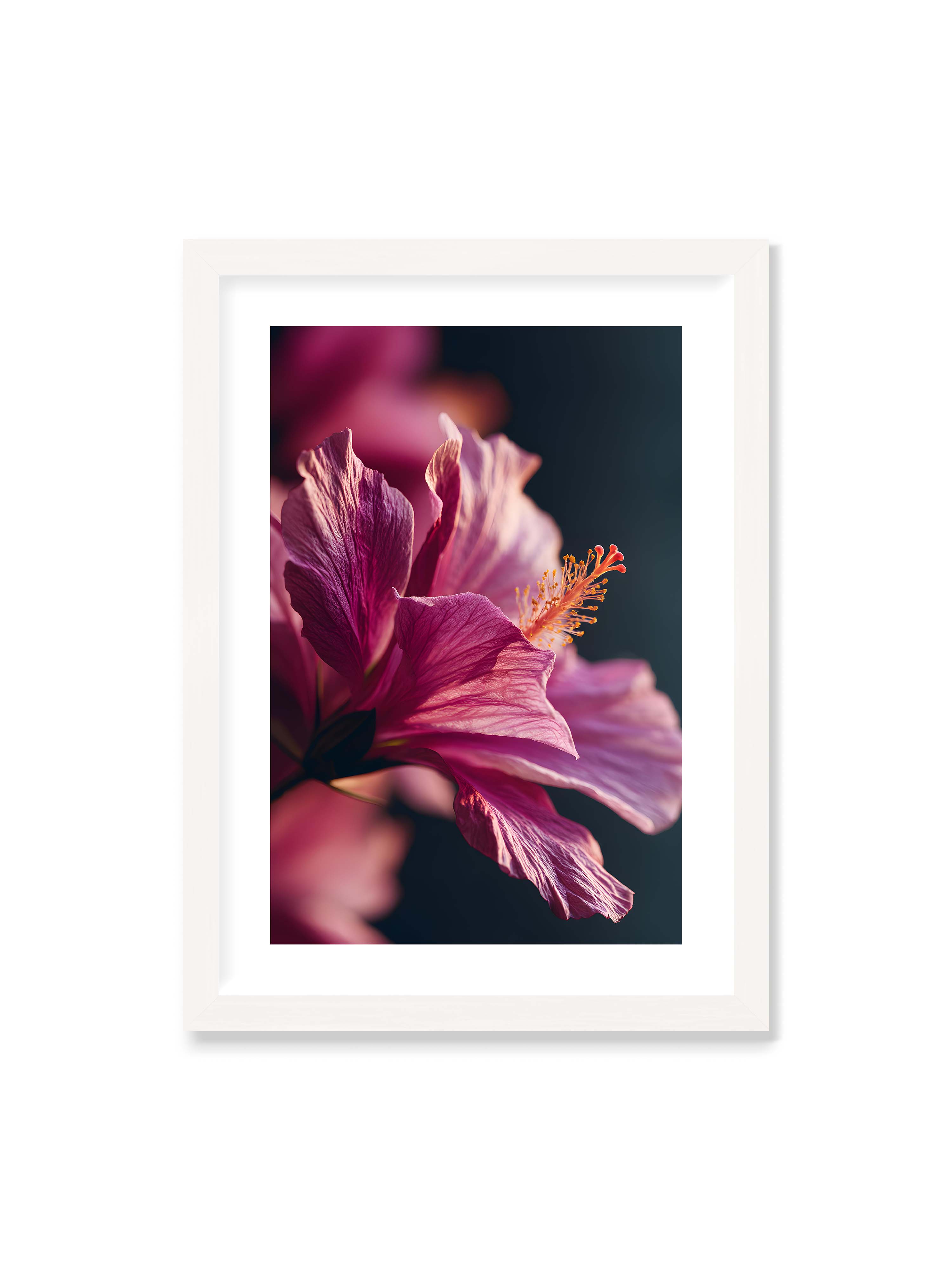 50x70 cm mit weißem Galerie-Rand mit weißem Rahmen – Nahaufnahme einer magentafarbenen Hibiskusblüte mit goldenem Blütenstempel vor dunklem Hintergrund.