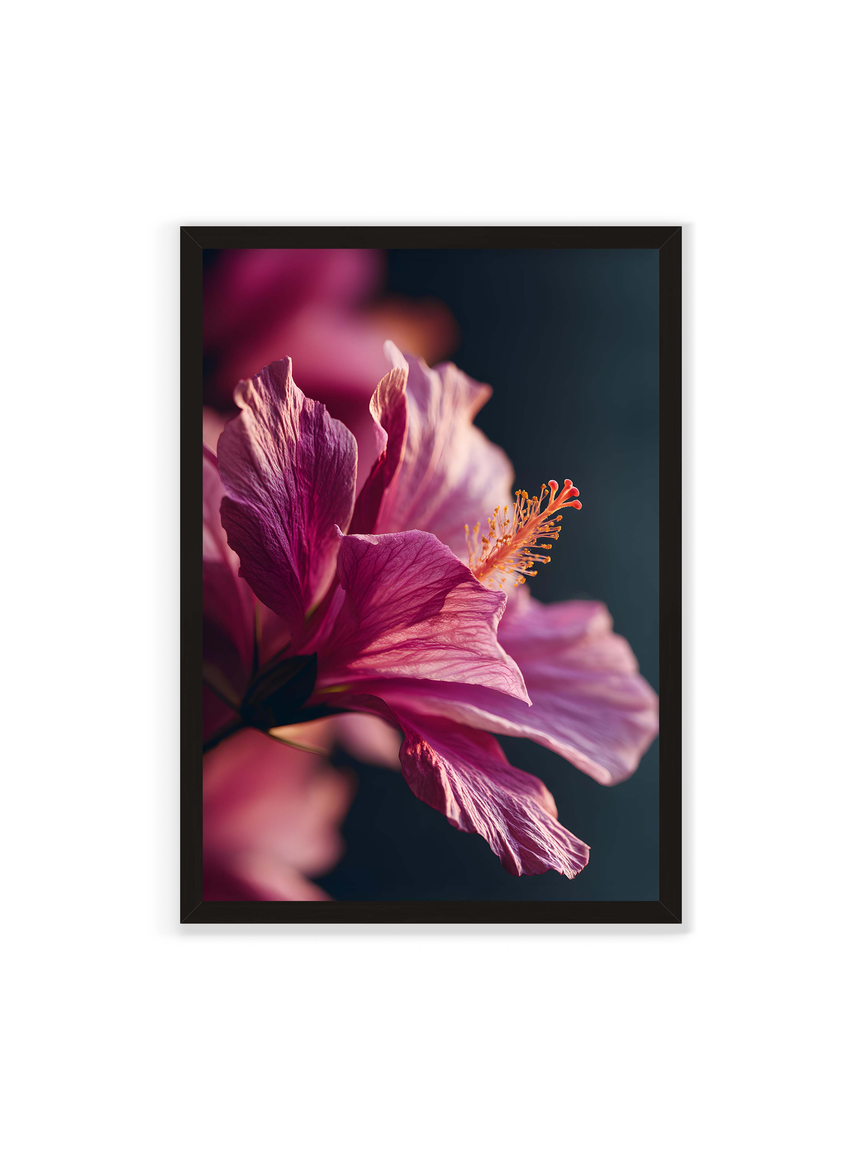 70x100 cm ohne Galerie-Rand mit schwarzem Rahmen – Nahaufnahme einer magentafarbenen Hibiskusblüte mit goldenem Blütenstempel vor dunklem Hintergrund.