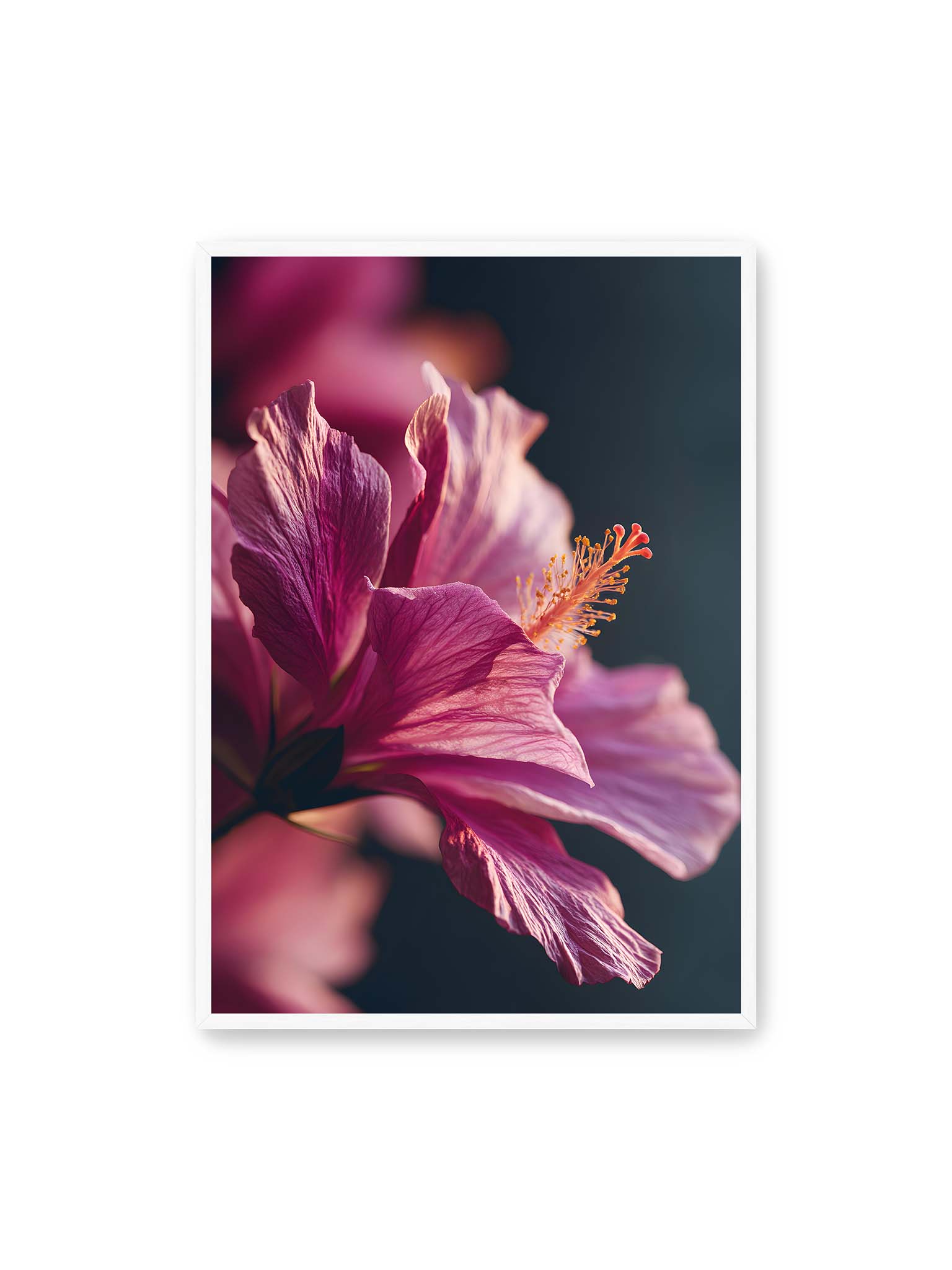 70x100 cm, weißer Rahmen – Nahaufnahme einer magentafarbenen Hibiskusblüte mit goldenem Blütenstempel vor dunklem Hintergrund.