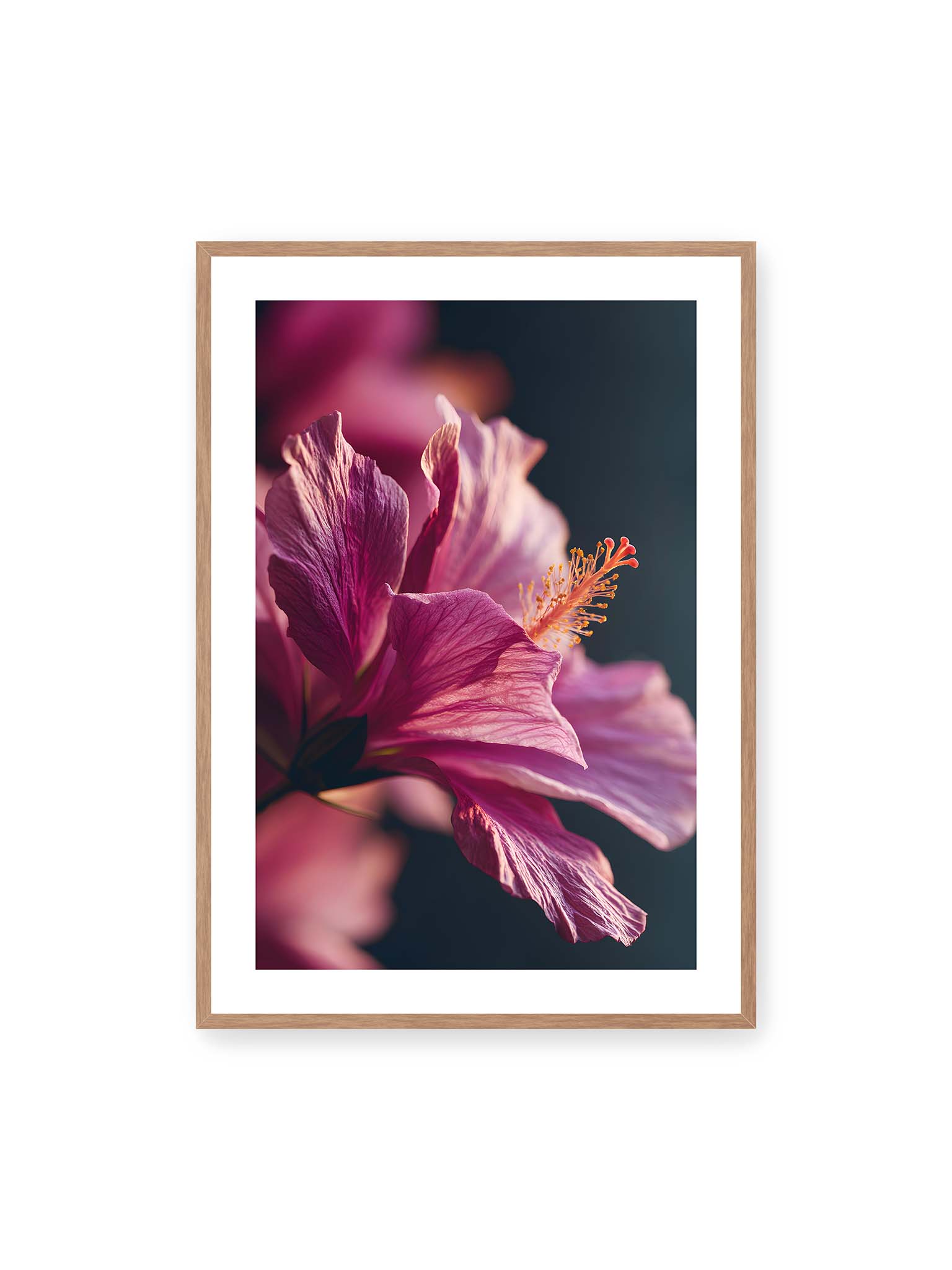 70x100 cm, weißer Galerie-Rand, Eichenrahmen – Nahaufnahme einer magentafarbenen Hibiskusblüte mit goldenem Blütenstempel vor dunklem Hintergrund.