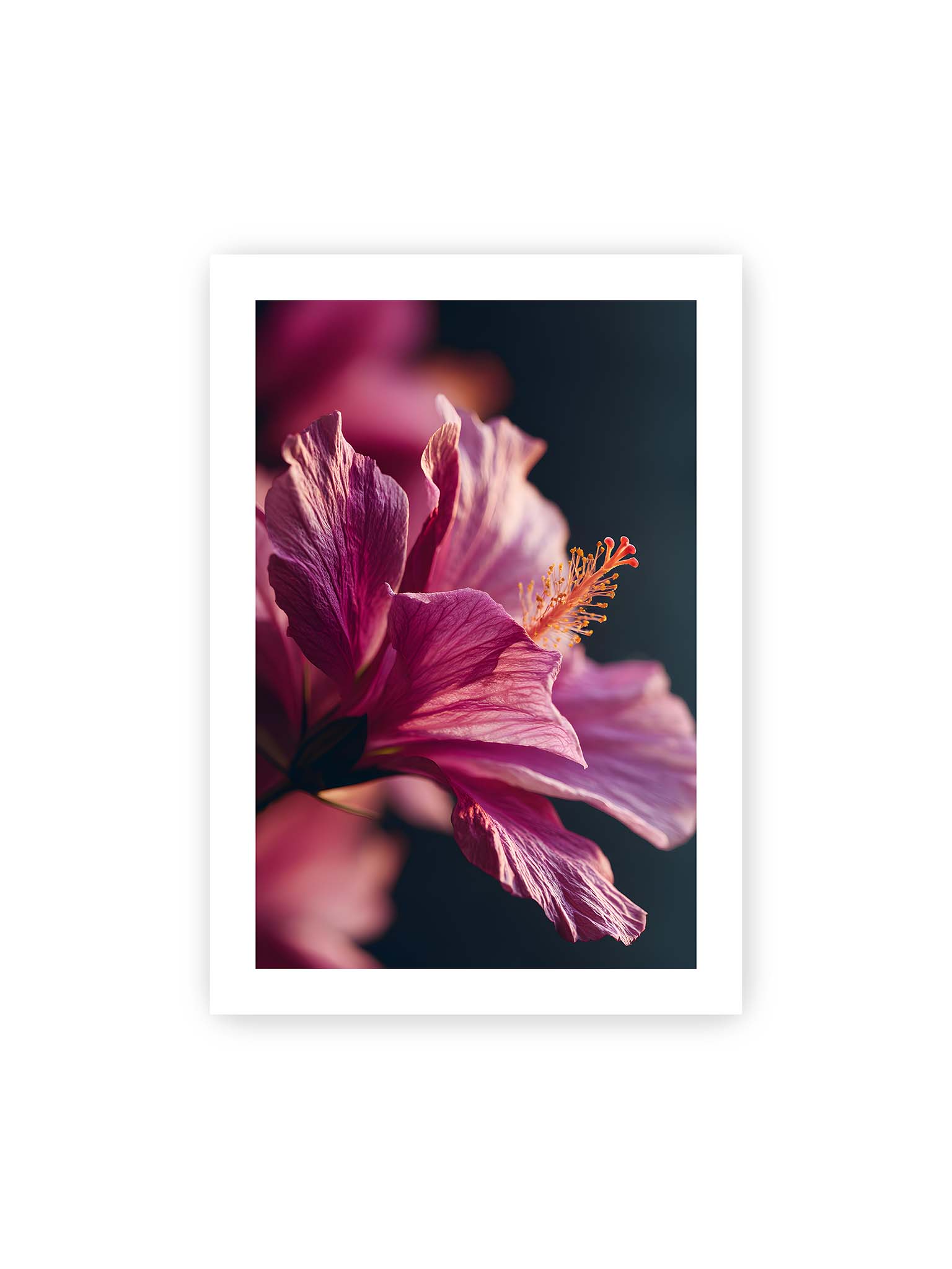 70x100 cm, weißer Galerie-Rand – Nahaufnahme einer magentafarbenen Hibiskusblüte mit goldenem Blütenstempel vor dunklem Hintergrund.