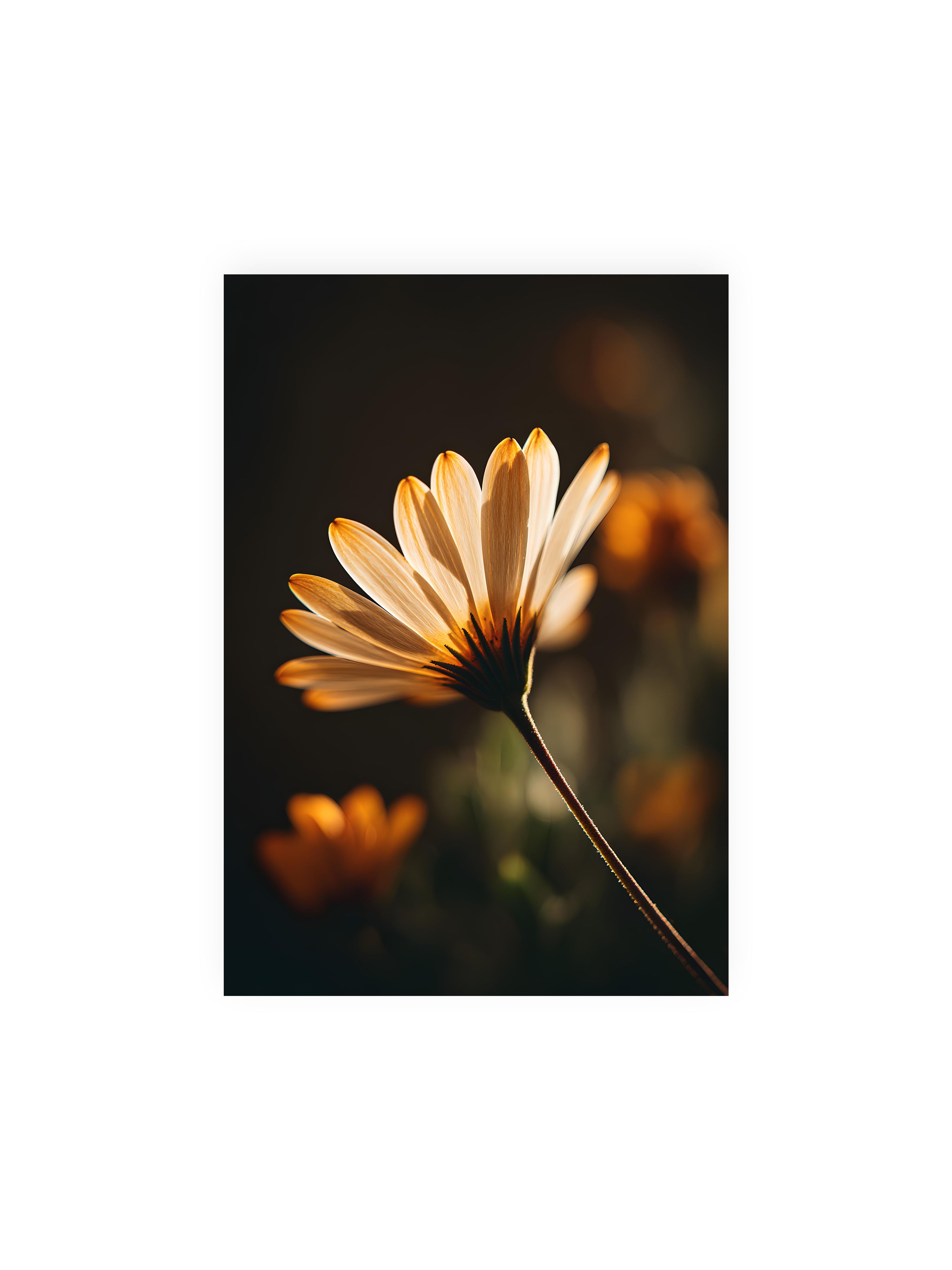 21x30 cm ohne Galerie-Rand ohne Rahmen – Gegenlichtaufnahme einer Blüte mit goldenen, lichtdurchlässigen Blütenblättern vor dunklem Bokeh.