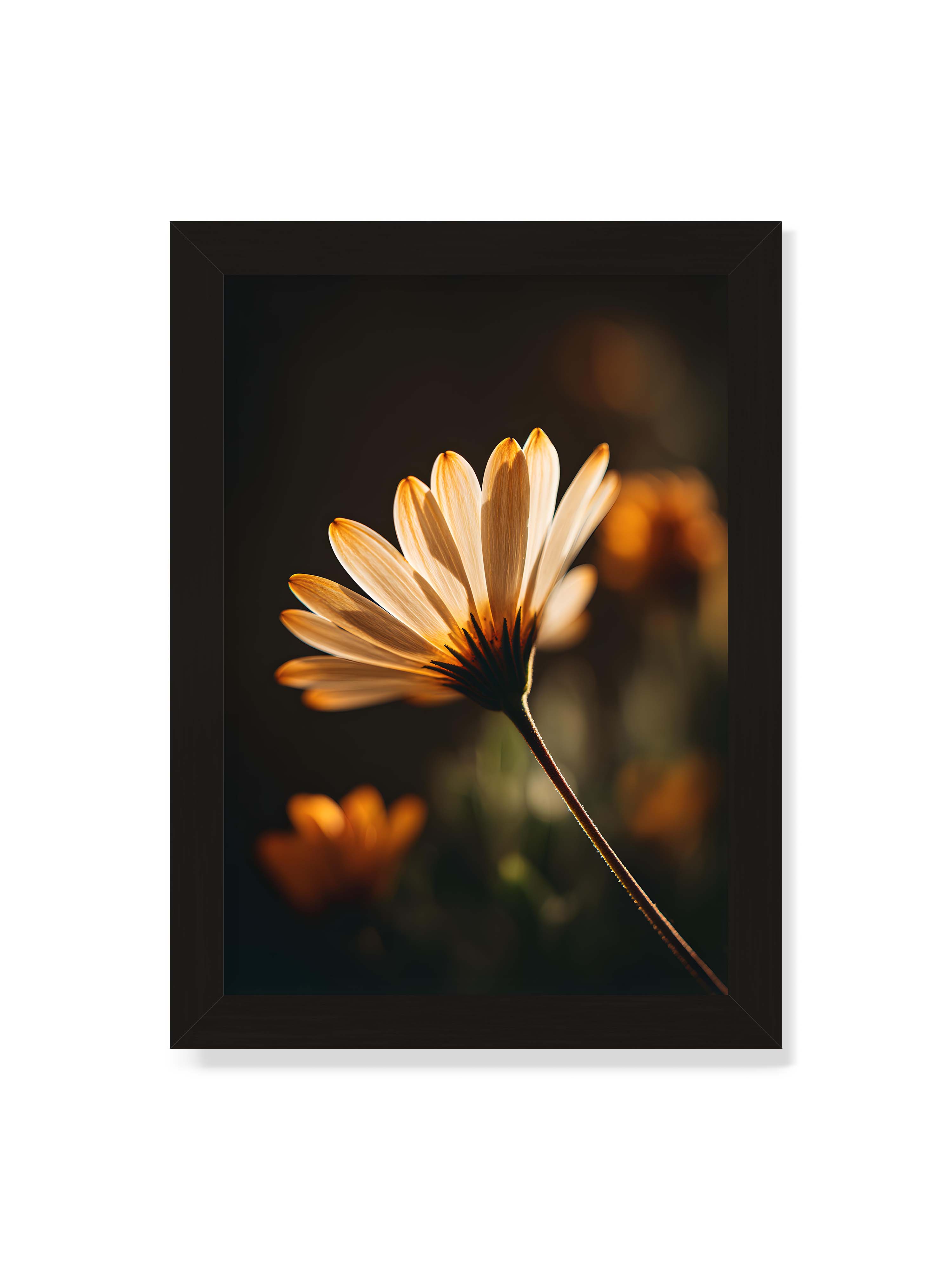 21x30 cm ohne Galerie-Rand mit schwarzem Rahmen – Gegenlichtaufnahme einer Blüte mit goldenen, lichtdurchlässigen Blütenblättern vor dunklem Bokeh.