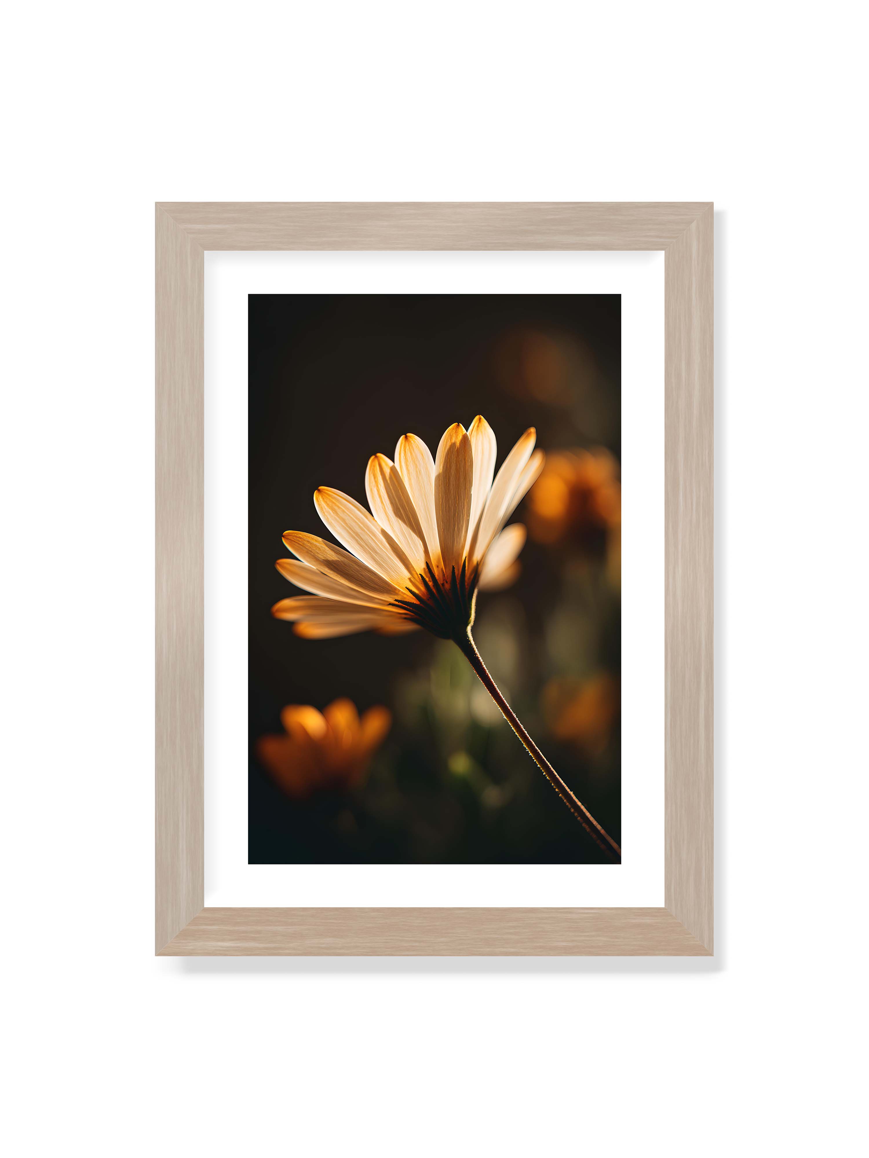 21x30 cm mit weißem Galerie-Rand im Eichenrahmen – Gegenlichtaufnahme einer Blüte mit goldenen, lichtdurchlässigen Blütenblättern vor dunklem Bokeh.
