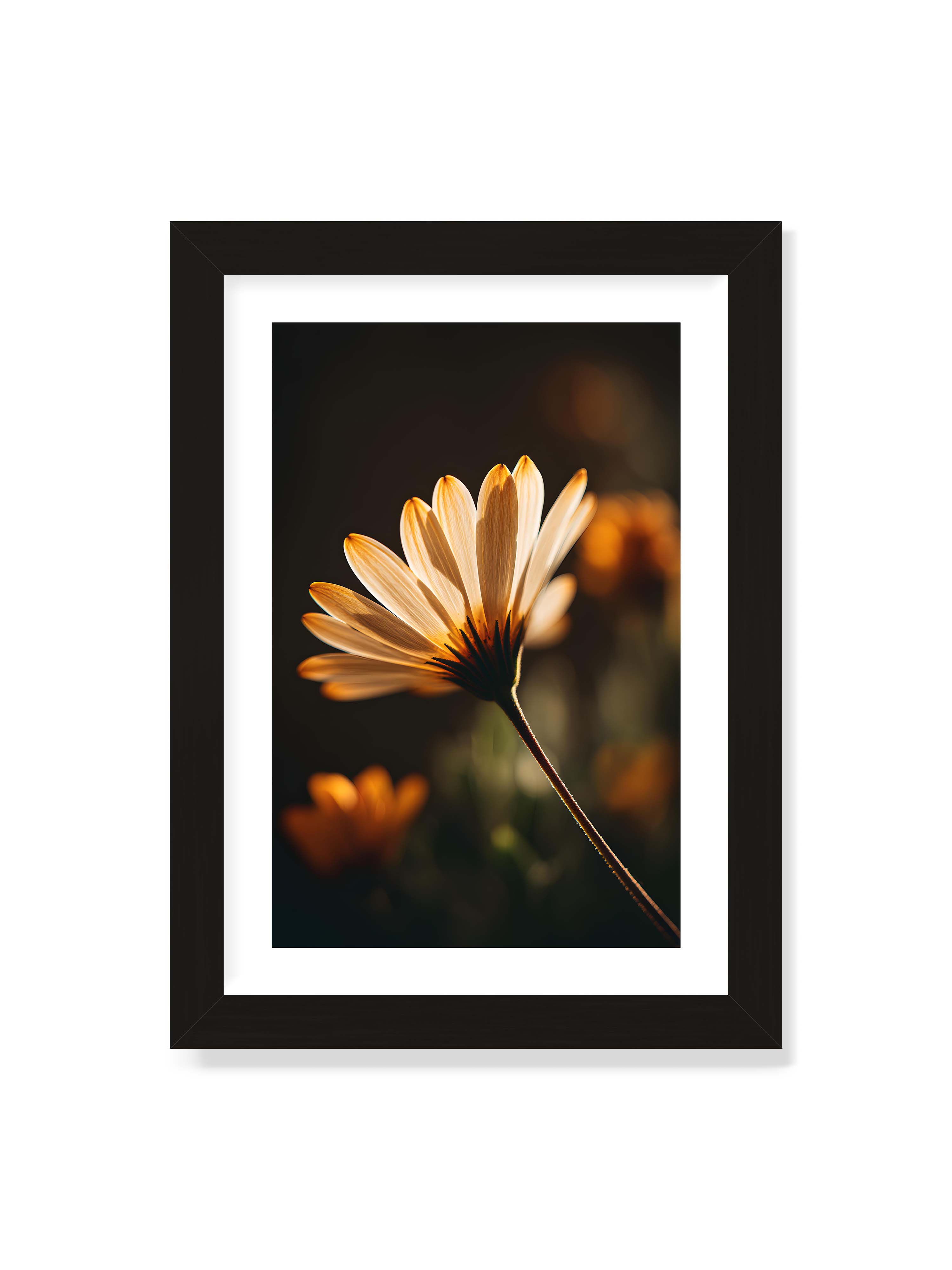 21x30 cm mit weißem Galerie-Rand mit schwarzem Rahmen – Gegenlichtaufnahme einer Blüte mit goldenen, lichtdurchlässigen Blütenblättern vor dunklem Bokeh.