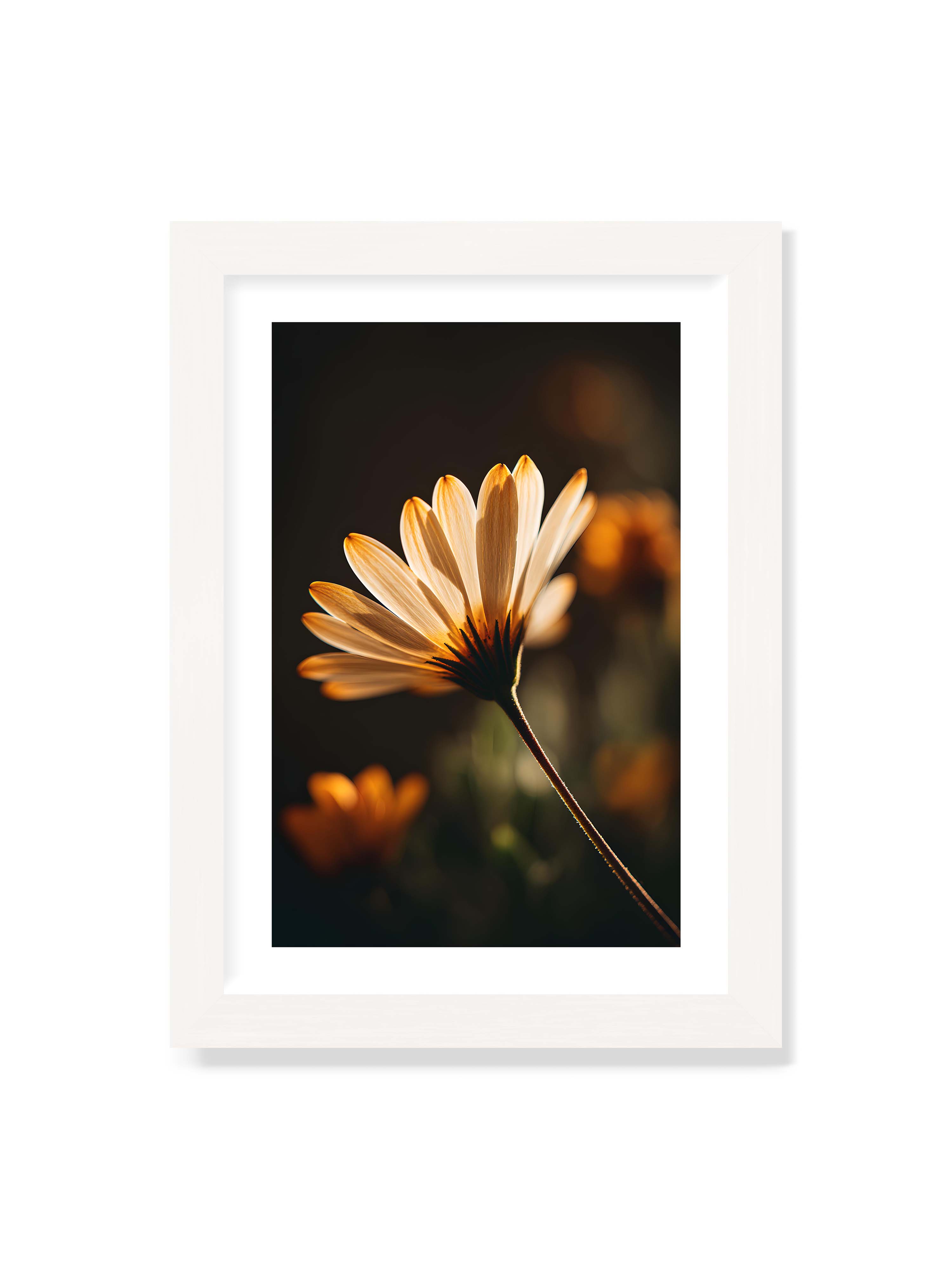 21x30 cm mit weißem Galerie-Rand mit weißem Rahmen – Gegenlichtaufnahme einer Blüte mit goldenen, lichtdurchlässigen Blütenblättern vor dunklem Bokeh.