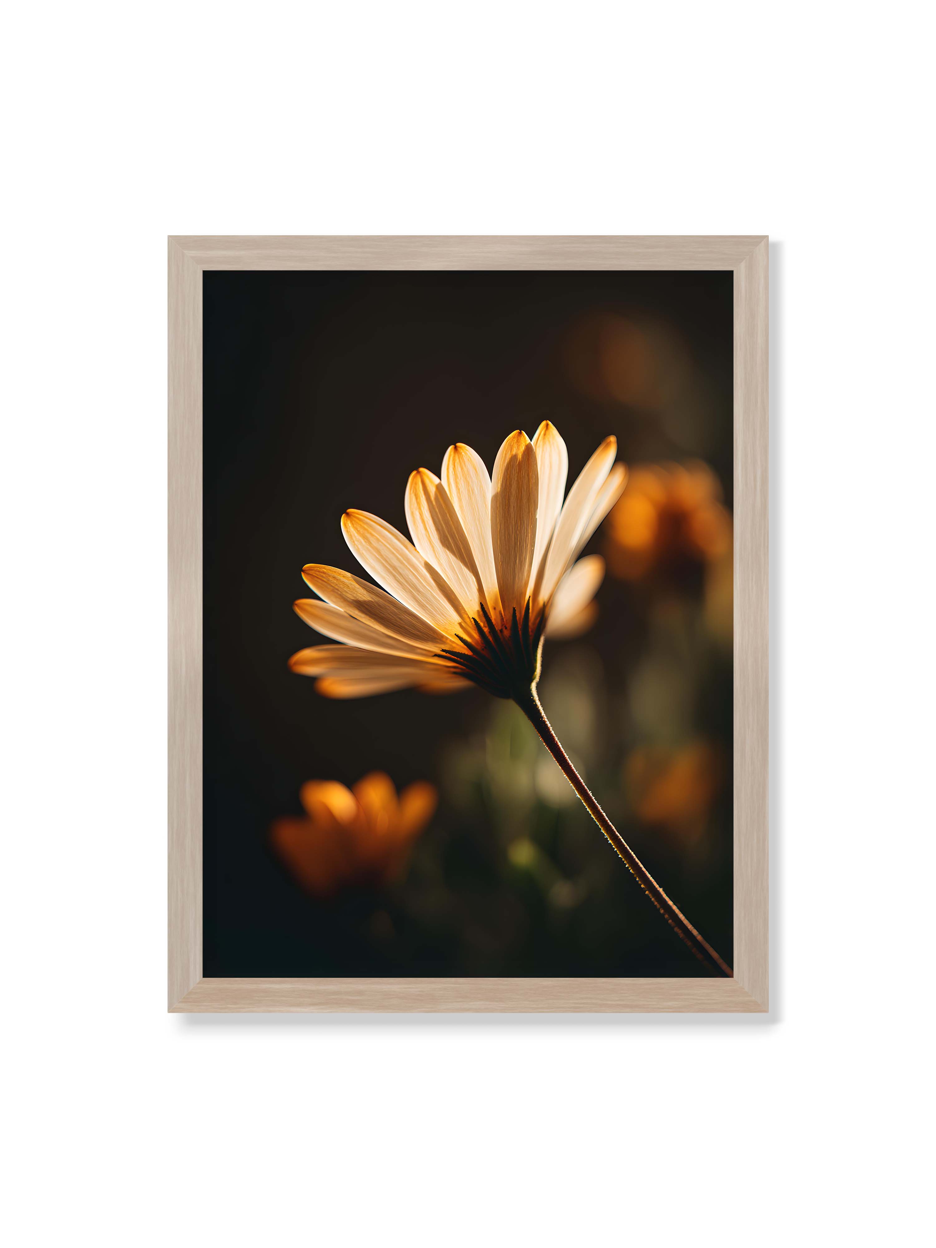 30x40 cm ohne Galerie-Rand im Eichenrahmen – Gegenlichtaufnahme einer Blüte mit goldenen, lichtdurchlässigen Blütenblättern vor dunklem Bokeh.