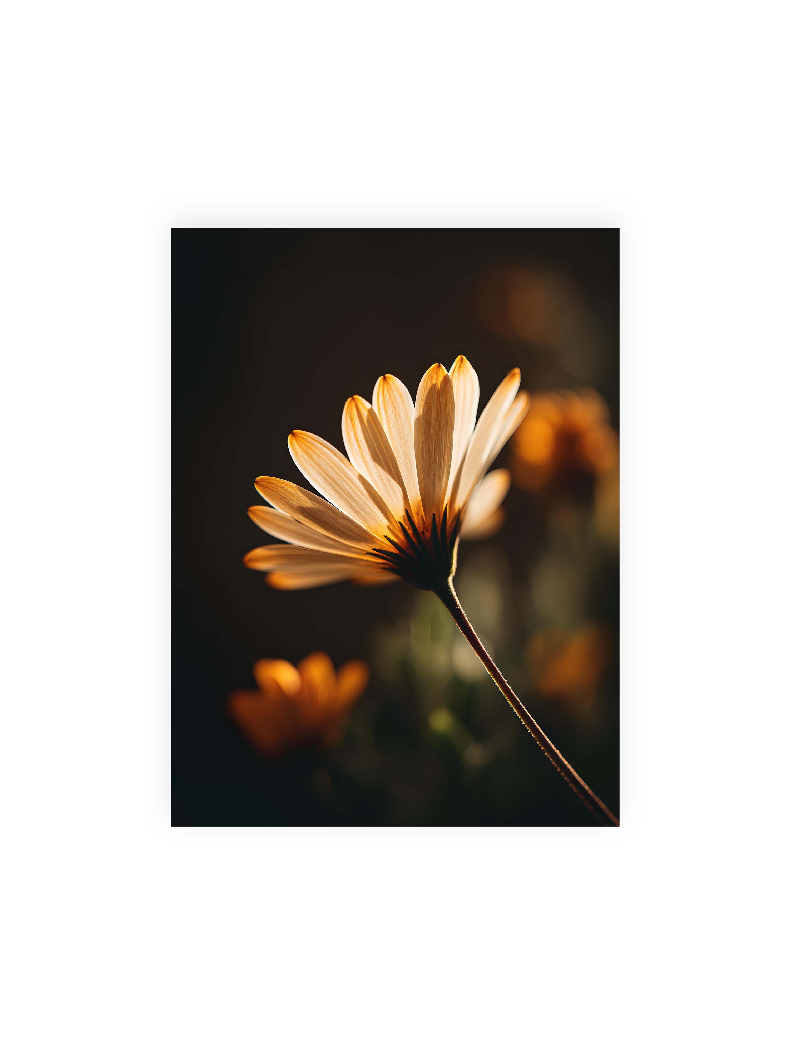 30x40 cm ohne Galerie-Rand ohne Rahmen – Gegenlichtaufnahme einer Blüte mit goldenen, lichtdurchlässigen Blütenblättern vor dunklem Bokeh.