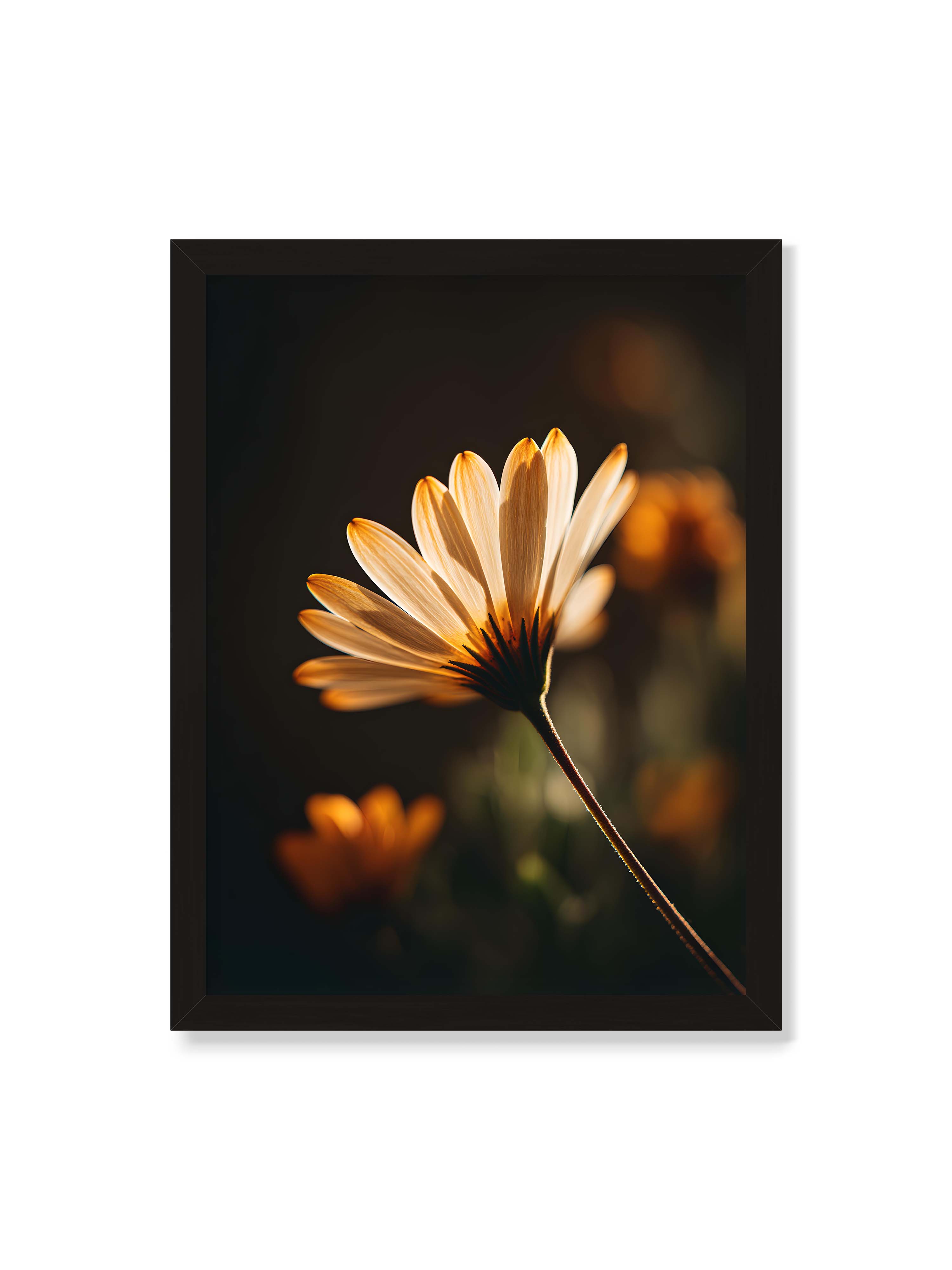 30x40 cm ohne Galerie-Rand mit schwarzem Rahmen – Gegenlichtaufnahme einer Blüte mit goldenen, lichtdurchlässigen Blütenblättern vor dunklem Bokeh.