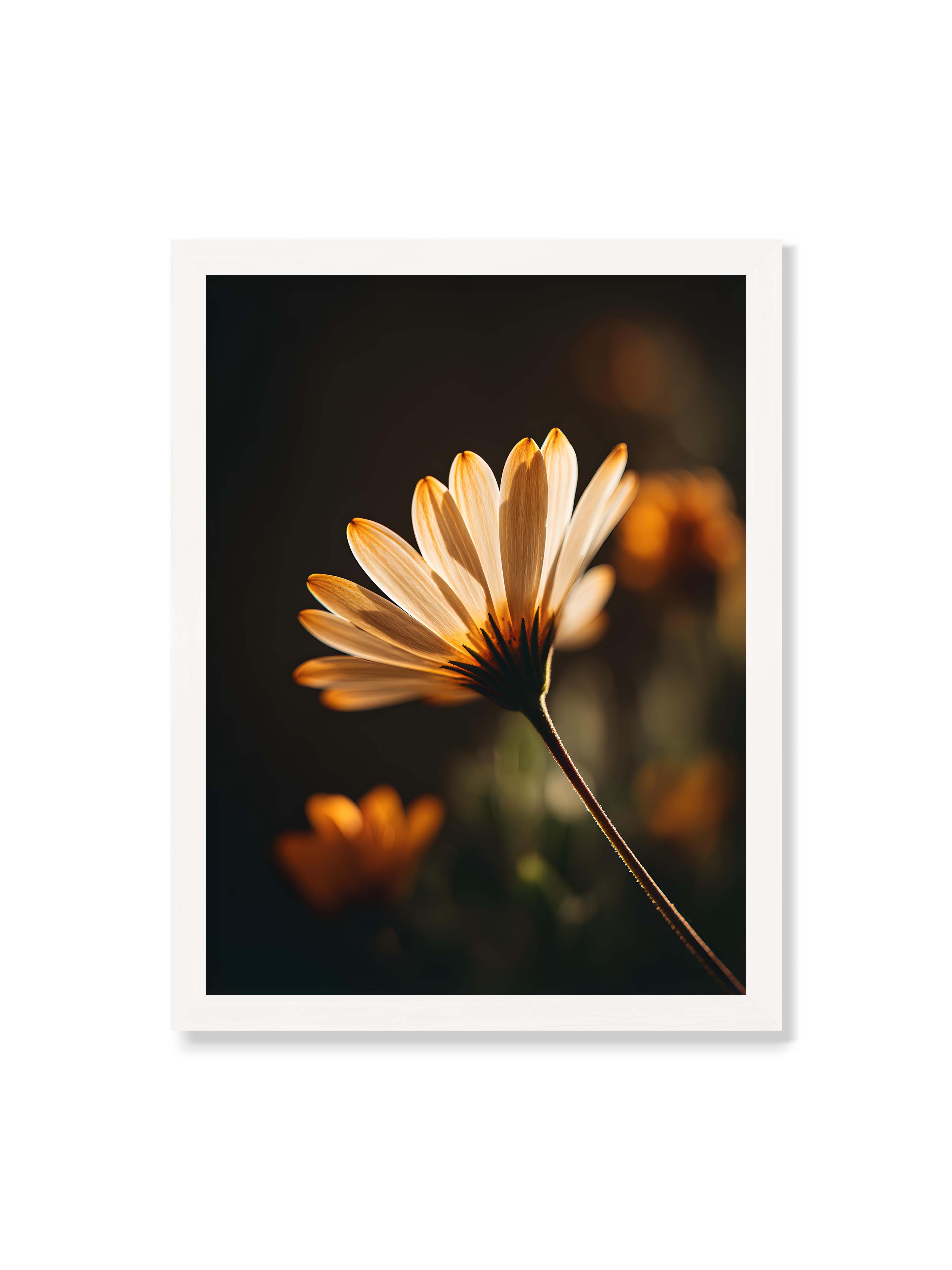 30x40 cm ohne Galerie-Rand mit weißem Rahmen – Gegenlichtaufnahme einer Blüte mit goldenen, lichtdurchlässigen Blütenblättern vor dunklem Bokeh.