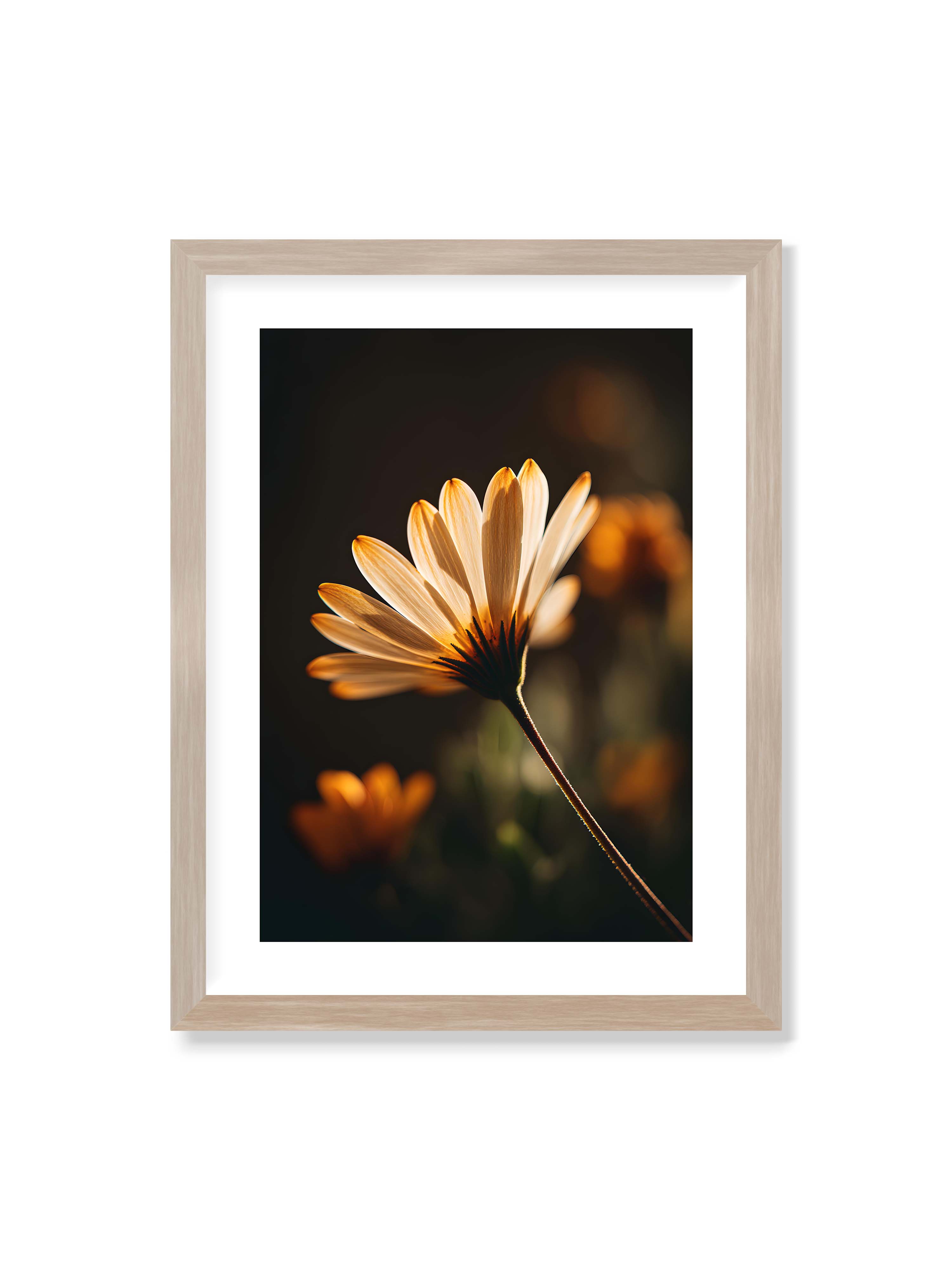 30x40 cm mit weißem Galerie-Rand im Eichenrahmen – Gegenlichtaufnahme einer Blüte mit goldenen, lichtdurchlässigen Blütenblättern vor dunklem Bokeh.