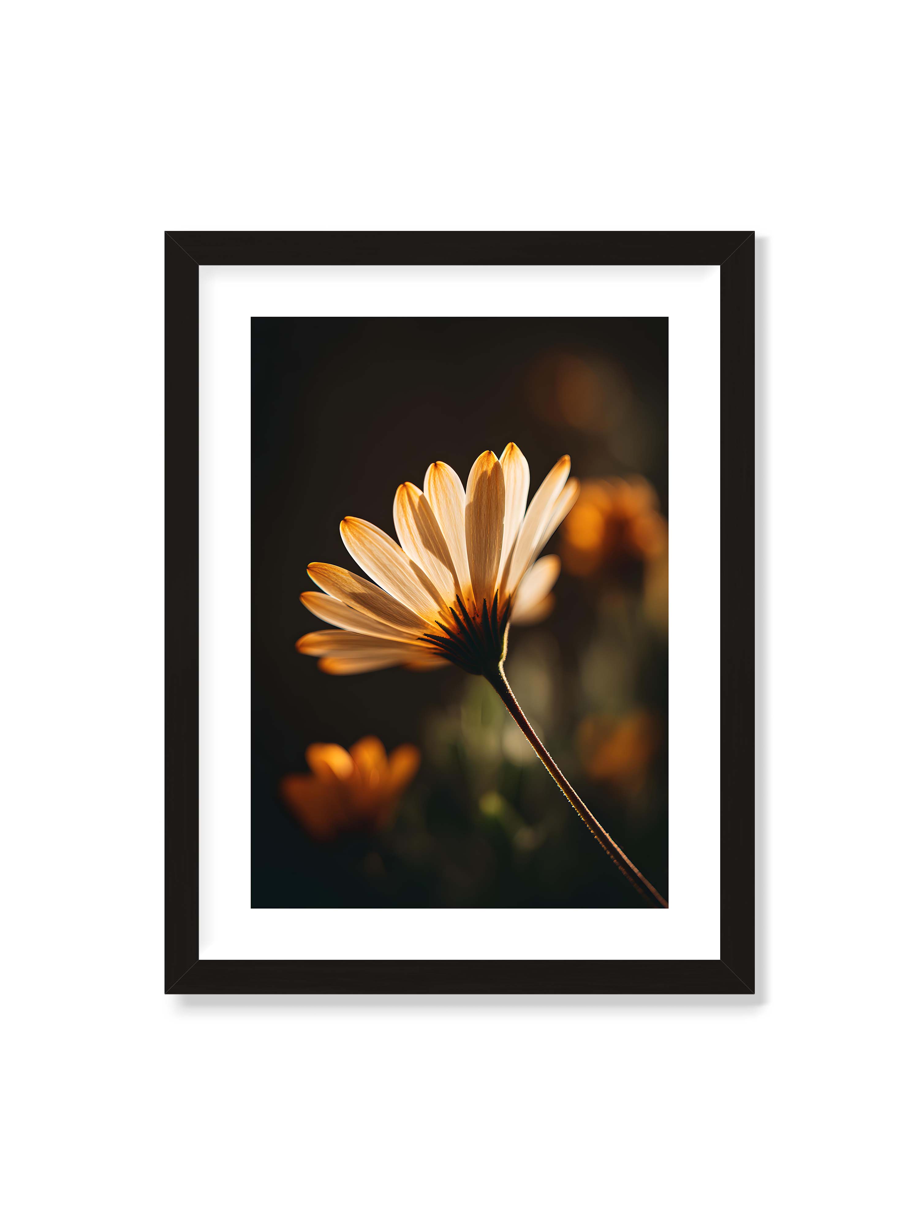 30x40 cm mit weißem Galerie-Rand mit schwarzem Rahmen – Gegenlichtaufnahme einer Blüte mit goldenen, lichtdurchlässigen Blütenblättern vor dunklem Bokeh.
