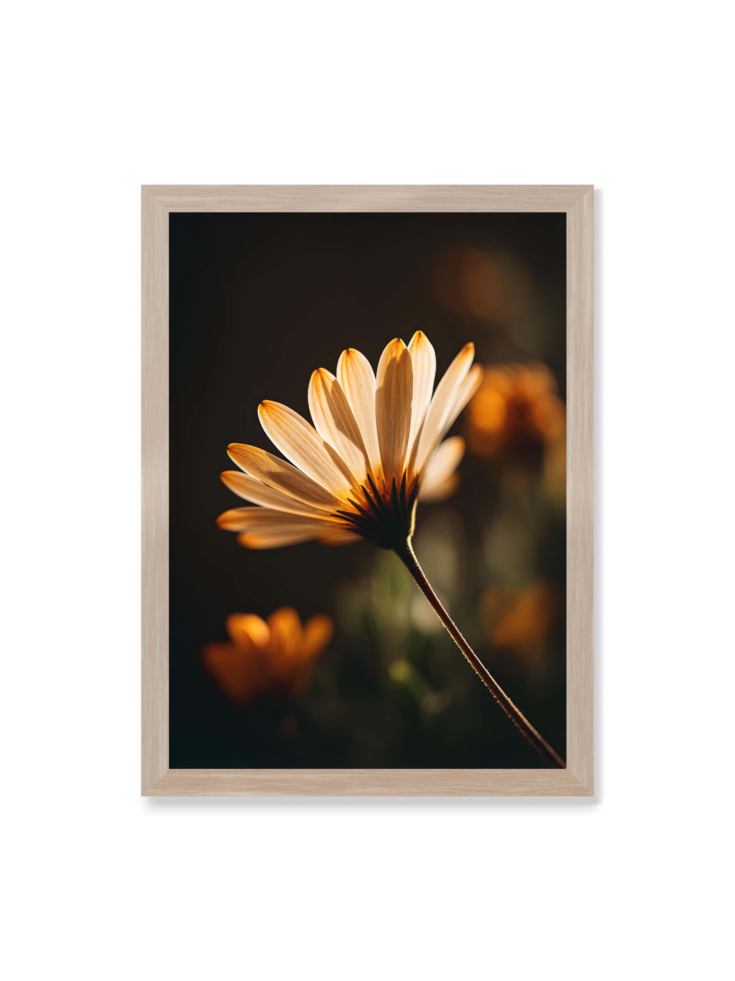50x70 cm ohne Galerie-RRand im Eichenrahmen – Gegenlichtaufnahme einer Blüte mit goldenen, lichtdurchlässigen Blütenblättern vor dunklem Bokeh.