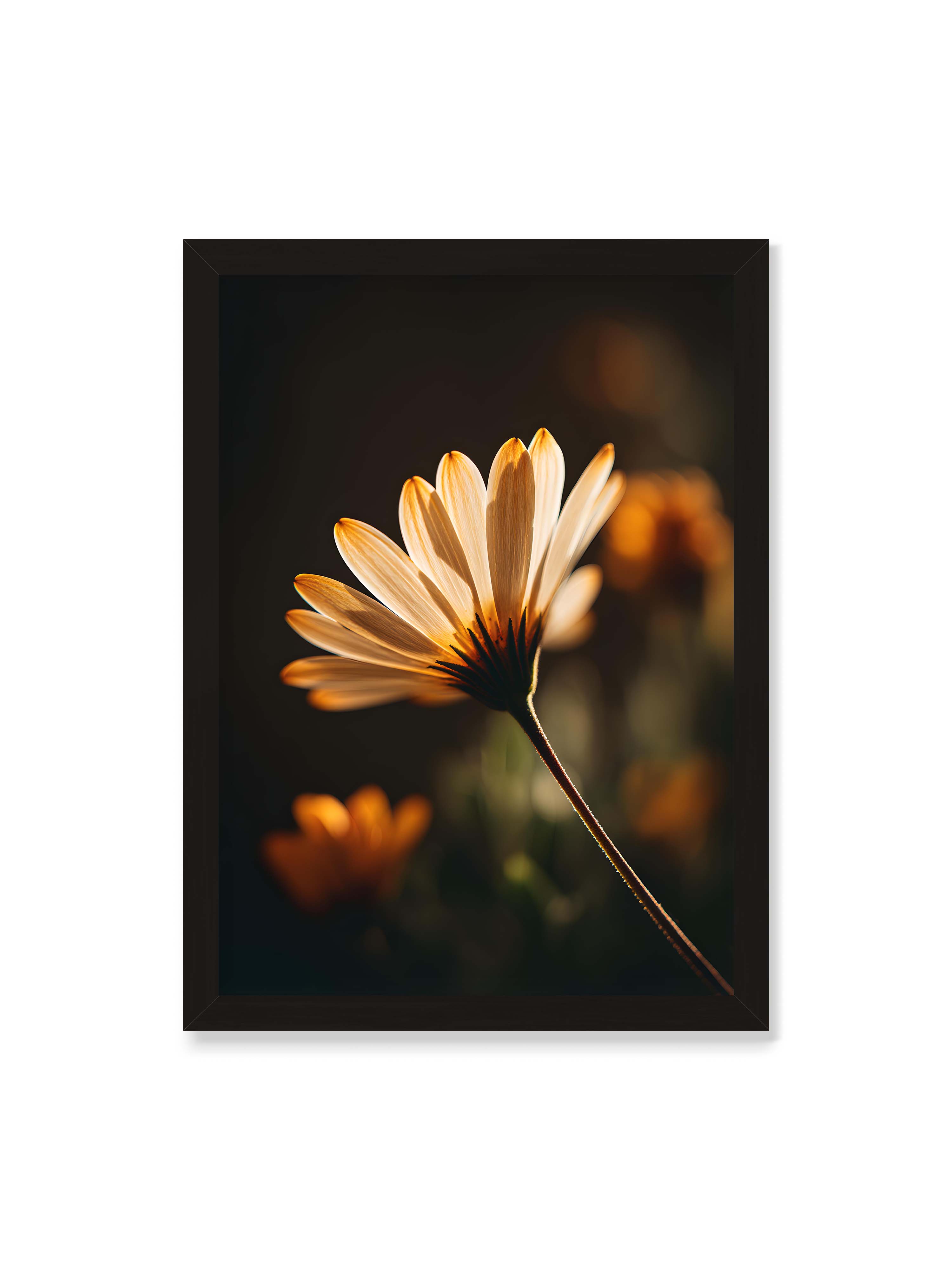 50x70 cm ohne Galerie-Rand mit schwarzem Rahmen – Gegenlichtaufnahme einer Blüte mit goldenen, lichtdurchlässigen Blütenblättern vor dunklem Bokeh.