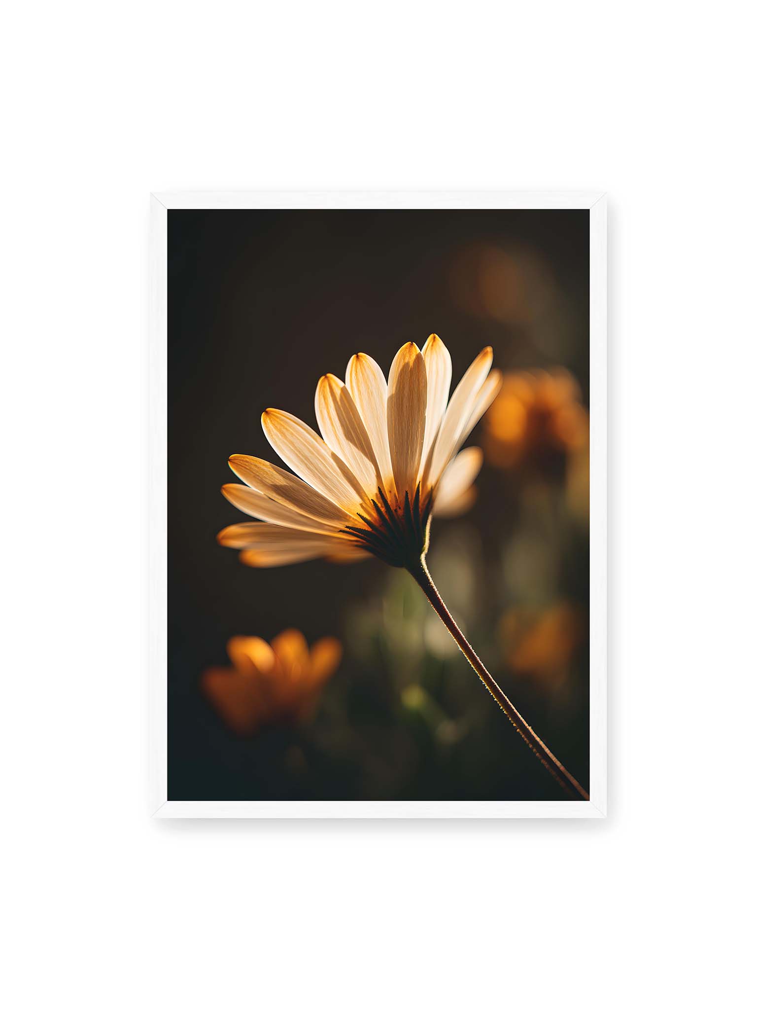 50x70 cm, weißer Rahmen – Gegenlichtaufnahme einer Margerite mit goldenen, lichtdurchlässigen Blütenblättern vor dunklem Bokeh.