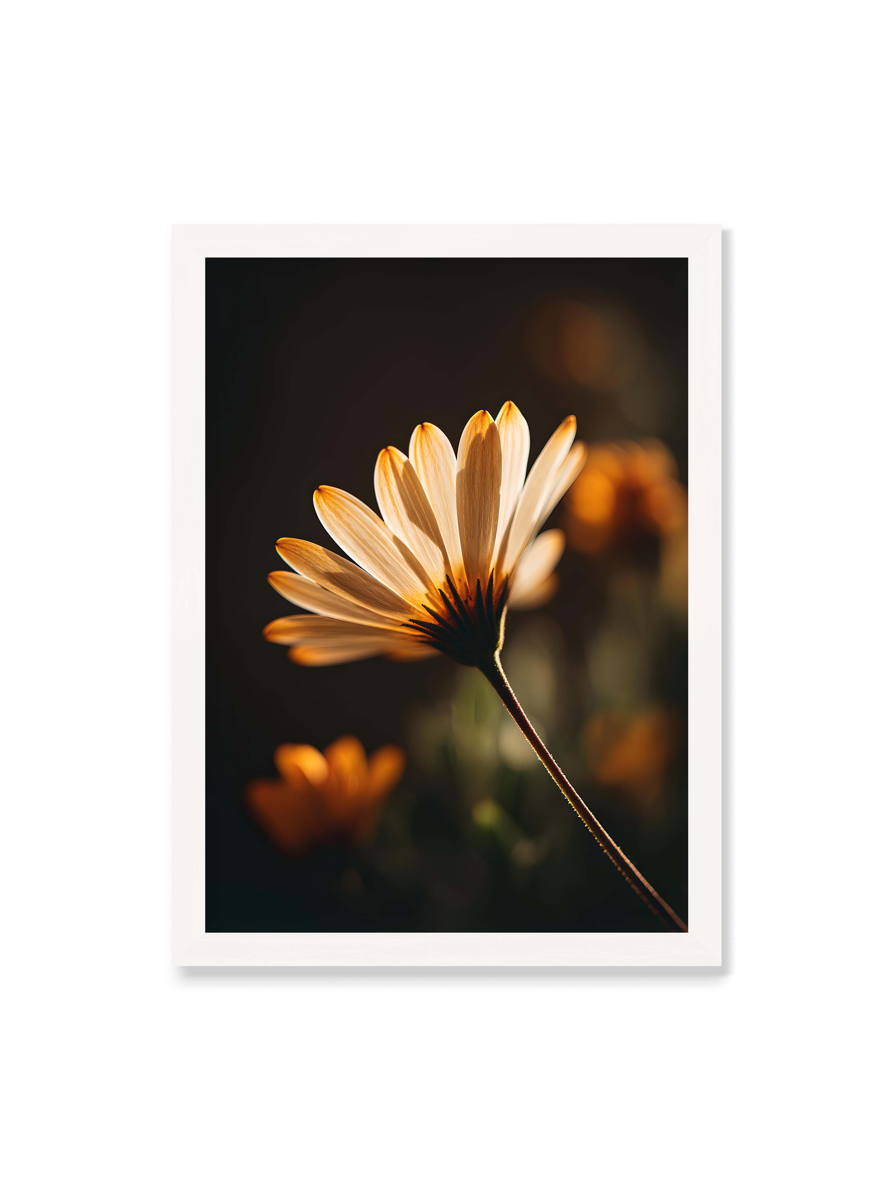 50x70 cm ohne Galerie-Rand mit weißem Rahmen – Gegenlichtaufnahme einer Blüte mit goldenen, lichtdurchlässigen Blütenblättern vor dunklem Bokeh.