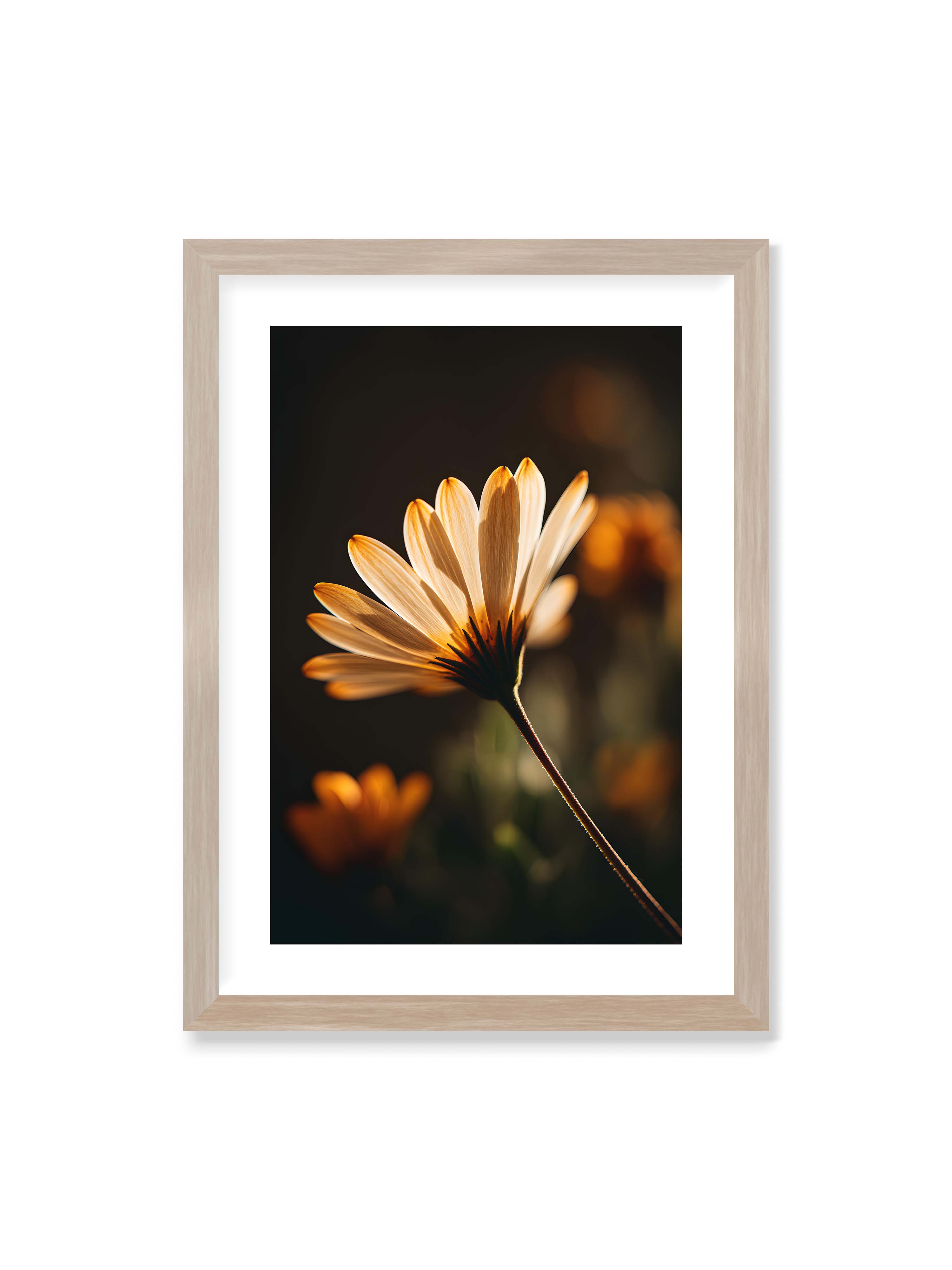 50x70 cm mit weißem Galerie-Rand im Eichenrahmen – Gegenlichtaufnahme einer Blüte mit goldenen, lichtdurchlässigen Blütenblättern vor dunklem Bokeh.