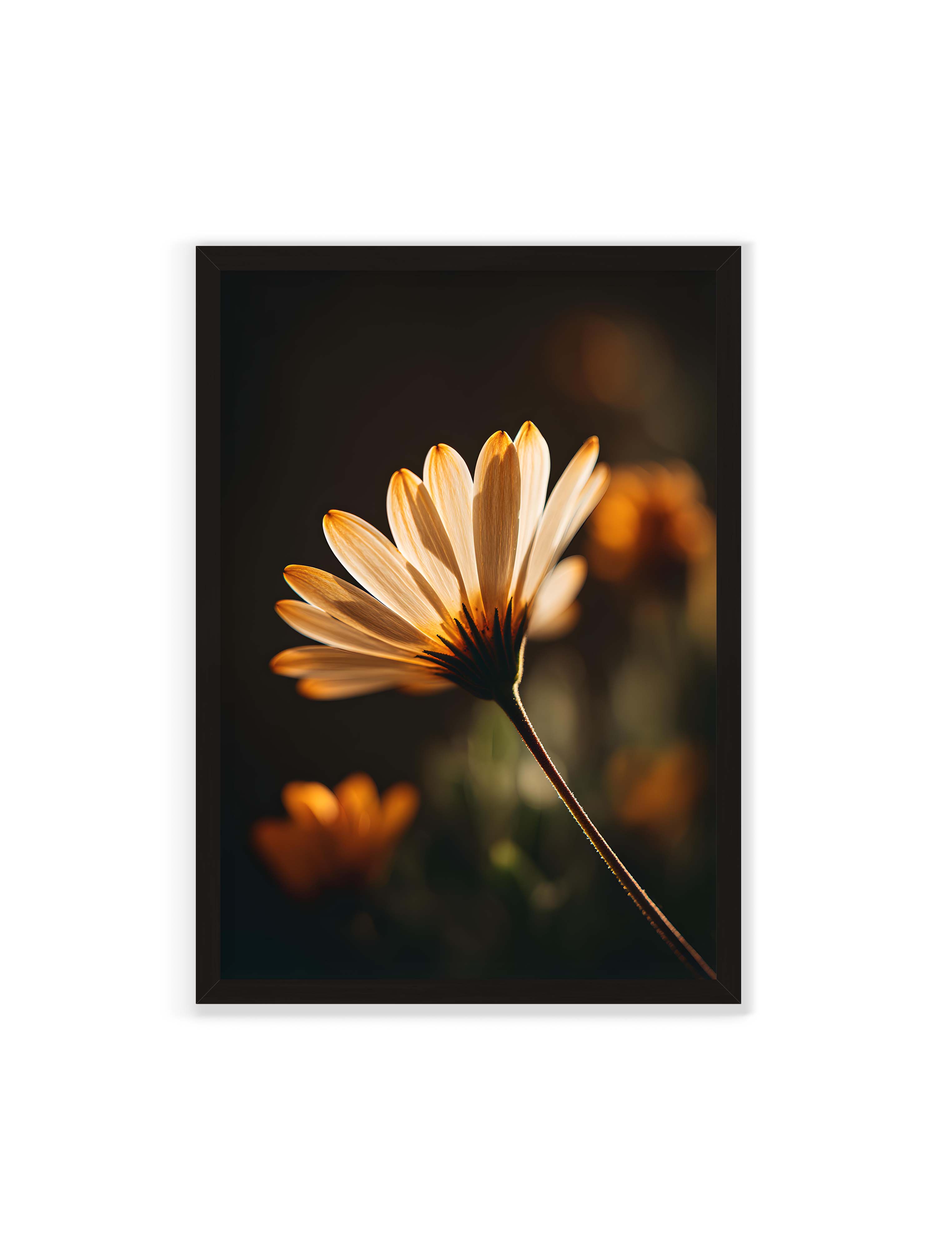 70x100 cm ohne Galerie-Rand mit schwarzem Rahmen – Gegenlichtaufnahme einer Blüte mit goldenen, lichtdurchlässigen Blütenblättern vor dunklem Bokeh.