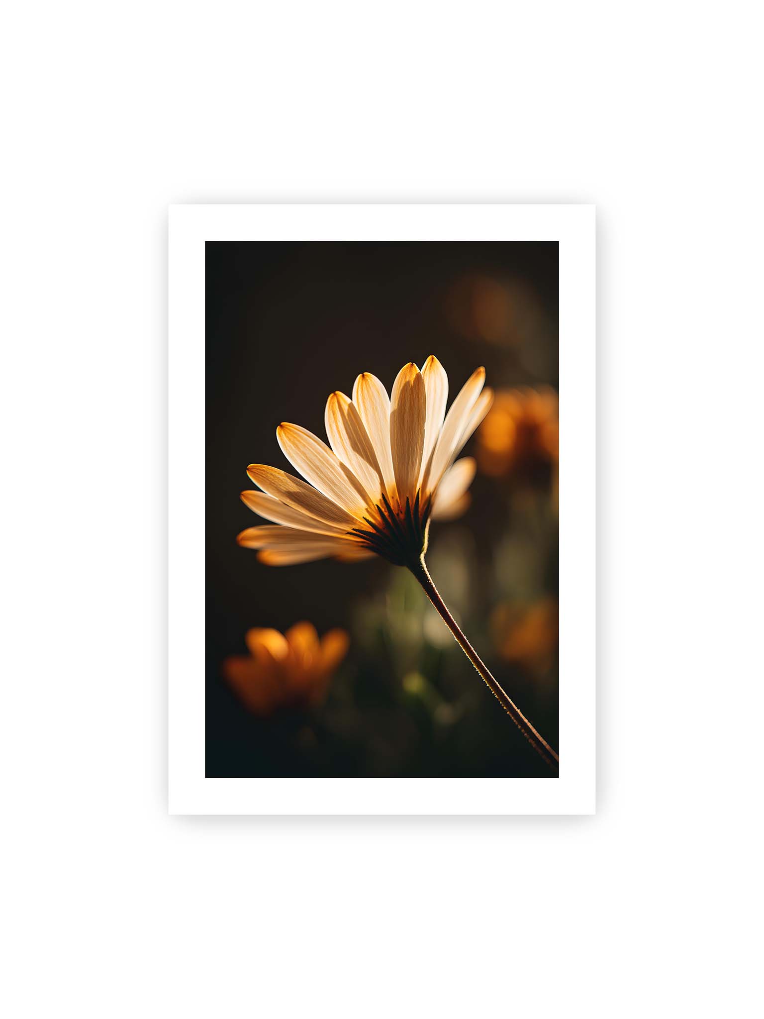 70x100 cm, weißer Galerie-Rand – Gegenlichtaufnahme einer Margerite mit goldenen, lichtdurchlässigen Blütenblättern vor dunklem Bokeh.