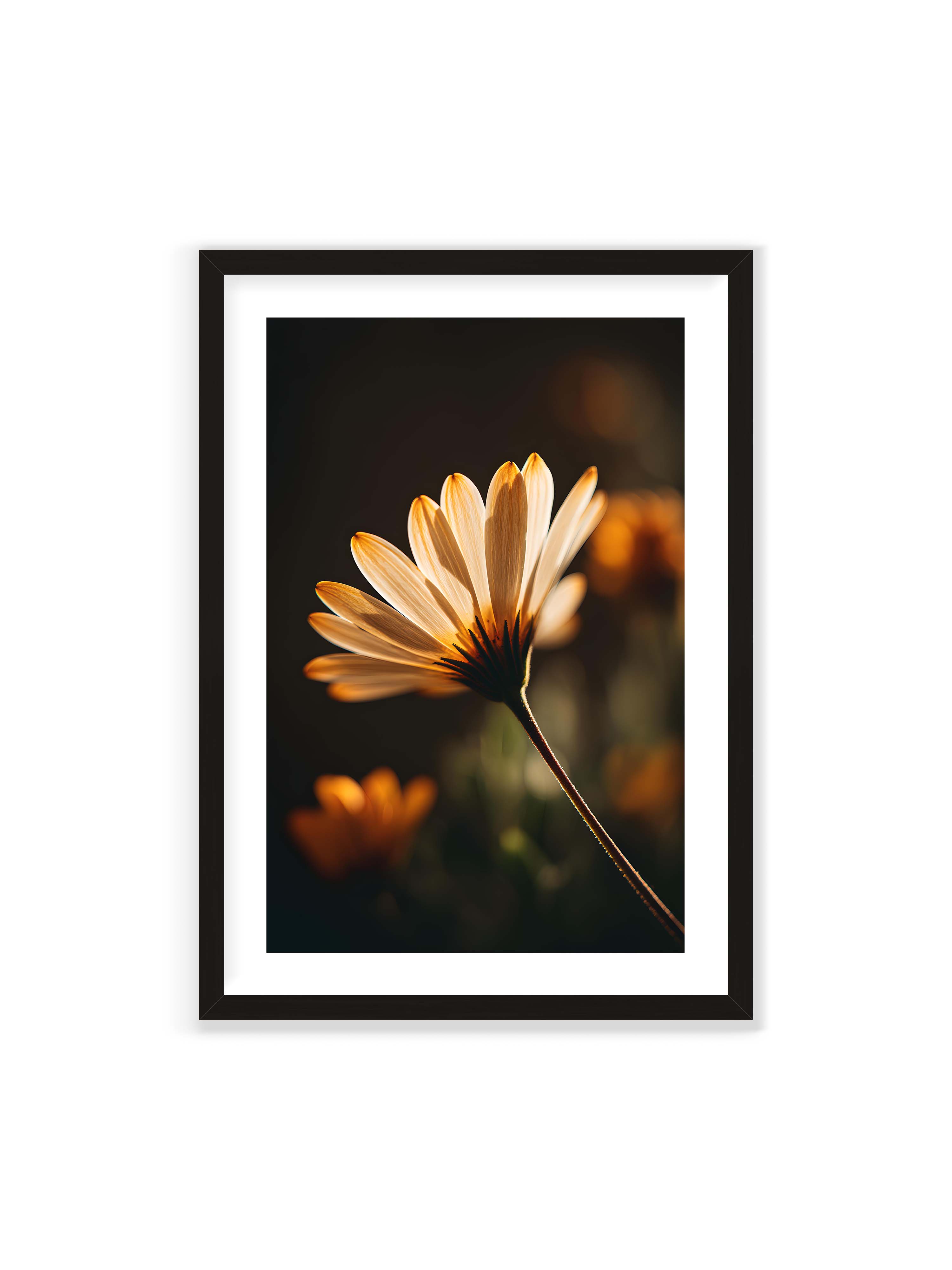 70x100 cm mit weißem Galerie-Rand mit schwarzem Rahmen – Gegenlichtaufnahme einer Blüte mit goldenen, lichtdurchlässigen Blütenblättern vor dunklem Bokeh.